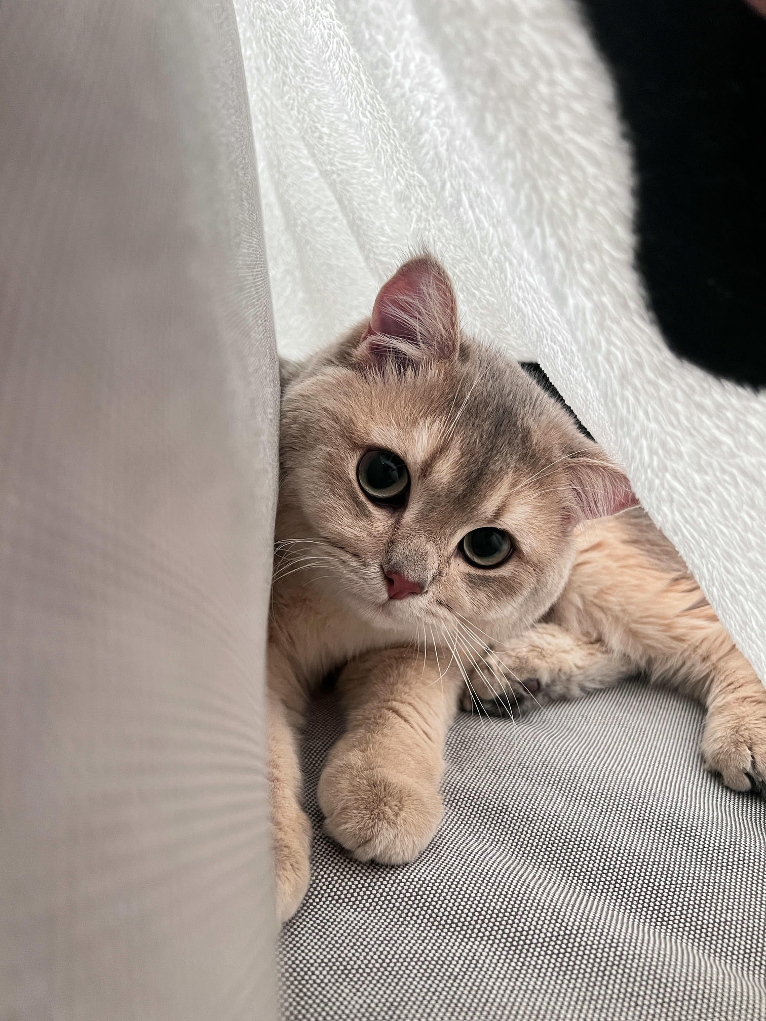 眼酱大魔王w NO.057 23年3月 fantia合集[44P-5V-253.2M]-3.10_3.15 制服×タイツ___第1集