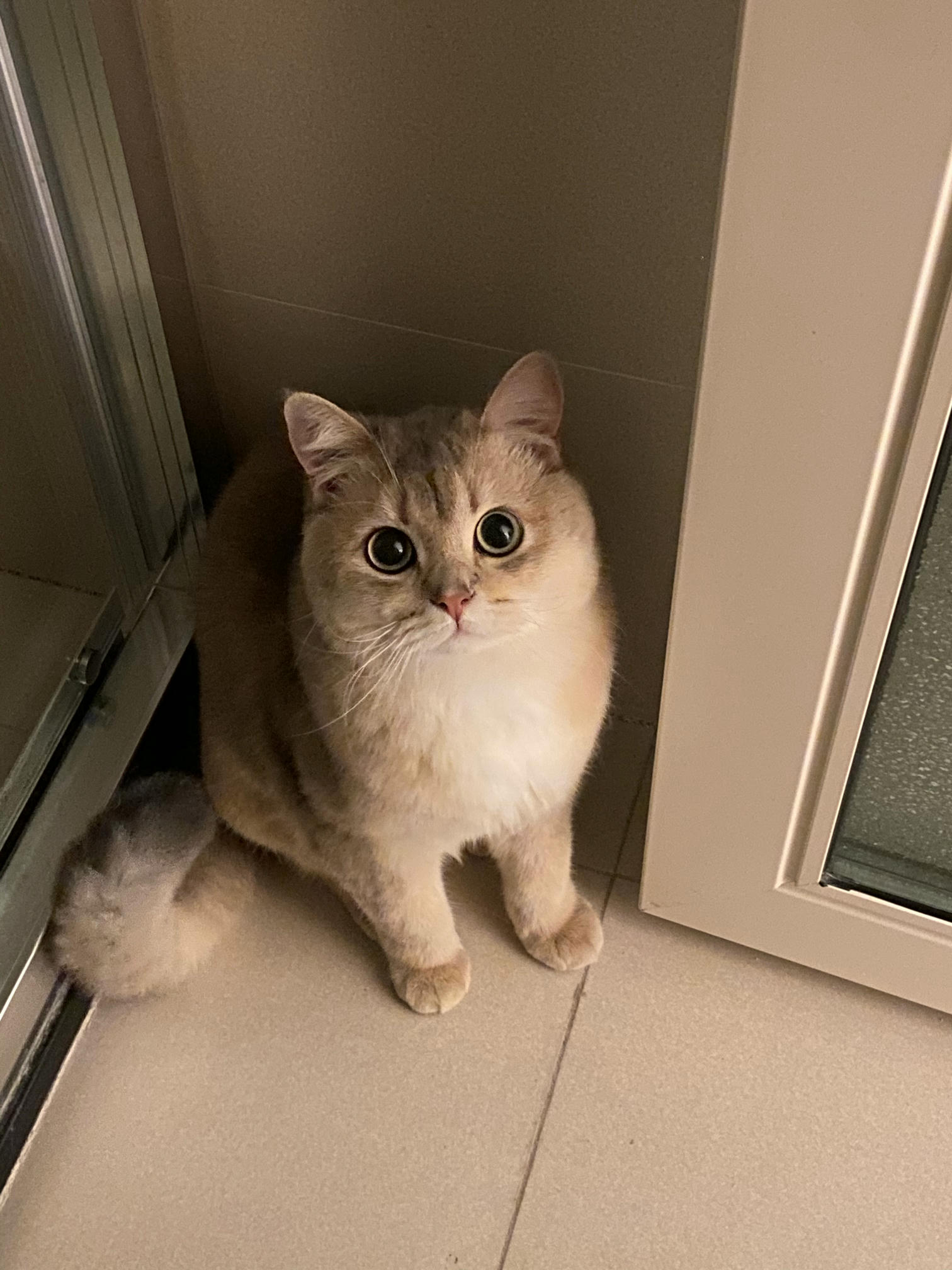 眼酱大魔王w NO.057 23年3月 fantia合集[44P-5V-253.2M]-動画肉糸レースの下着＋網タイツ_第1集