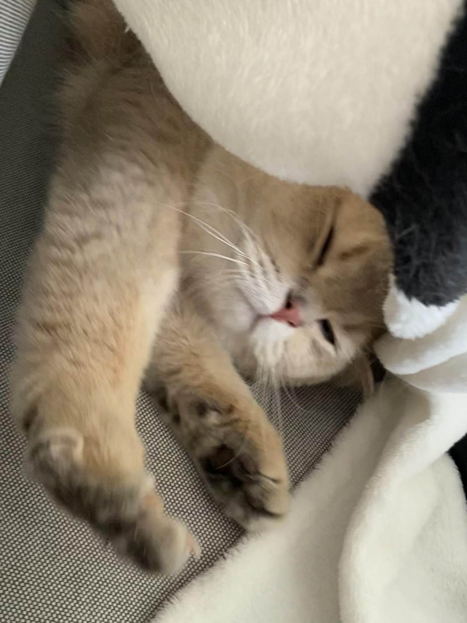 眼酱大魔王w NO.057 23年3月 fantia合集[44P-5V-253.2M]-動画肉糸レースの下着＋網タイツ_第1集