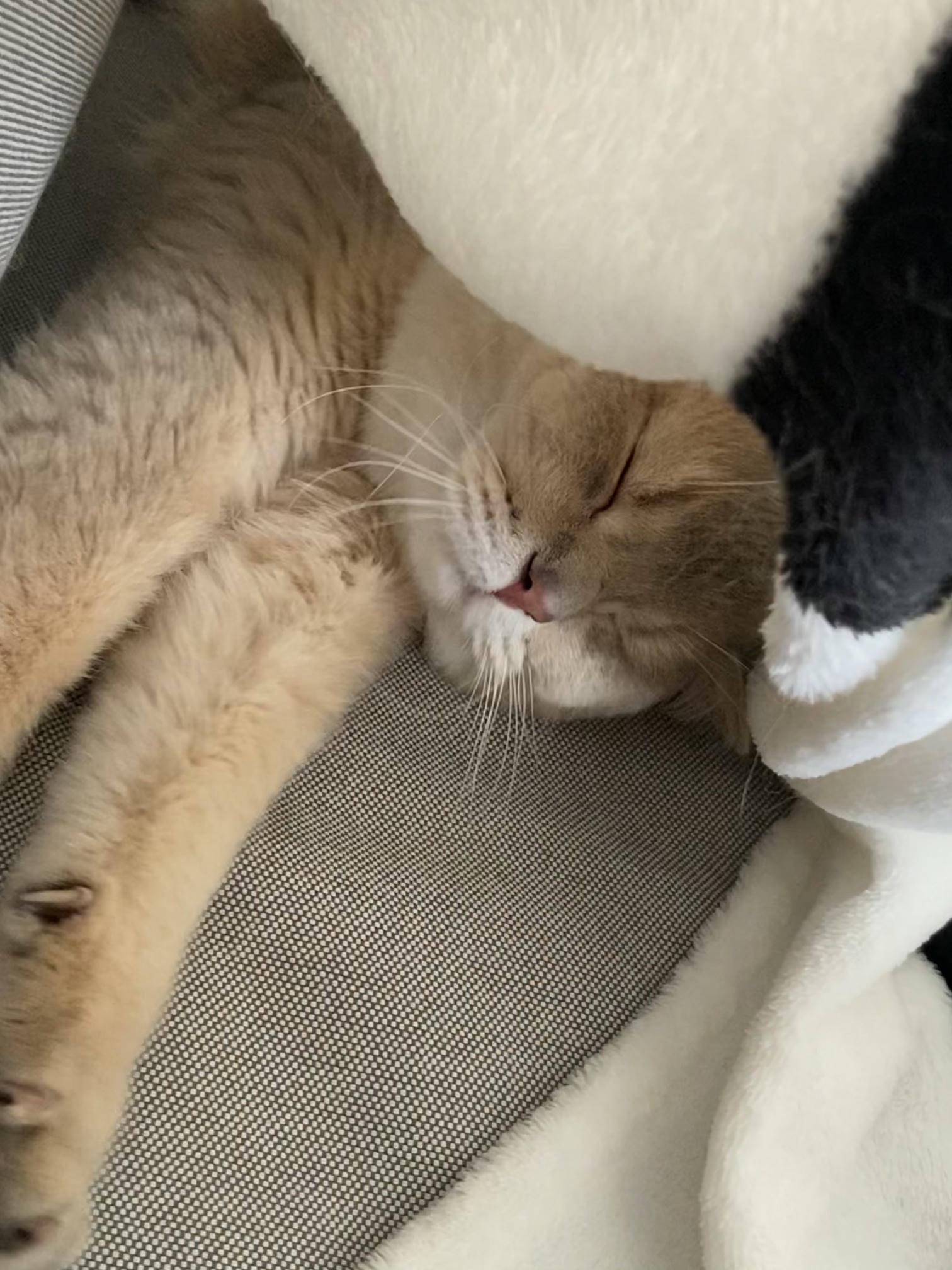 眼酱大魔王w NO.057 23年3月 fantia合集[44P-5V-253.2M]-動画肉糸レースの下着＋網タイツ_第1集