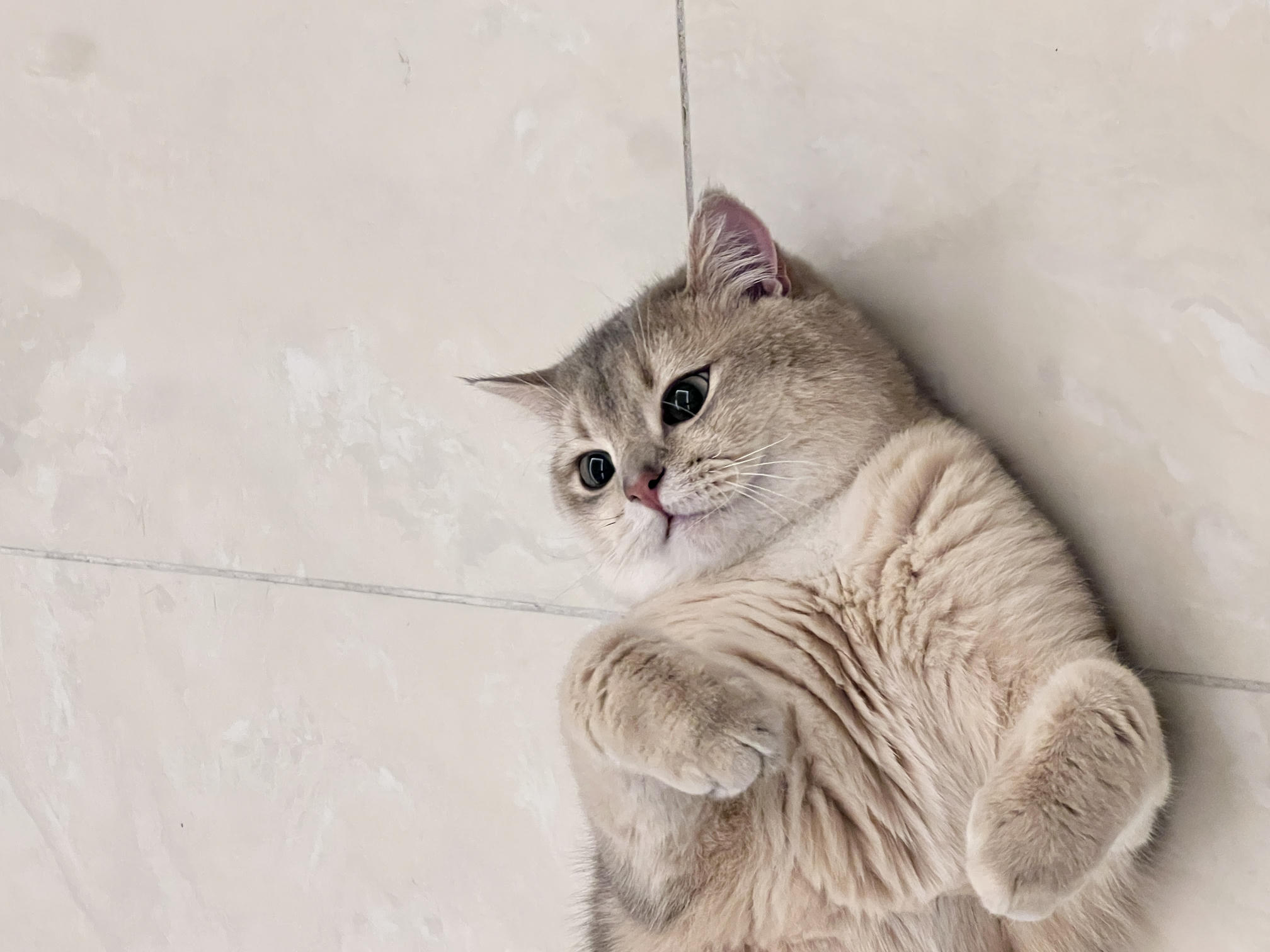 眼酱大魔王w NO.057 23年3月 fantia合集[44P-5V-253.2M]-動画肉糸レースの下着＋網タイツ_第1集