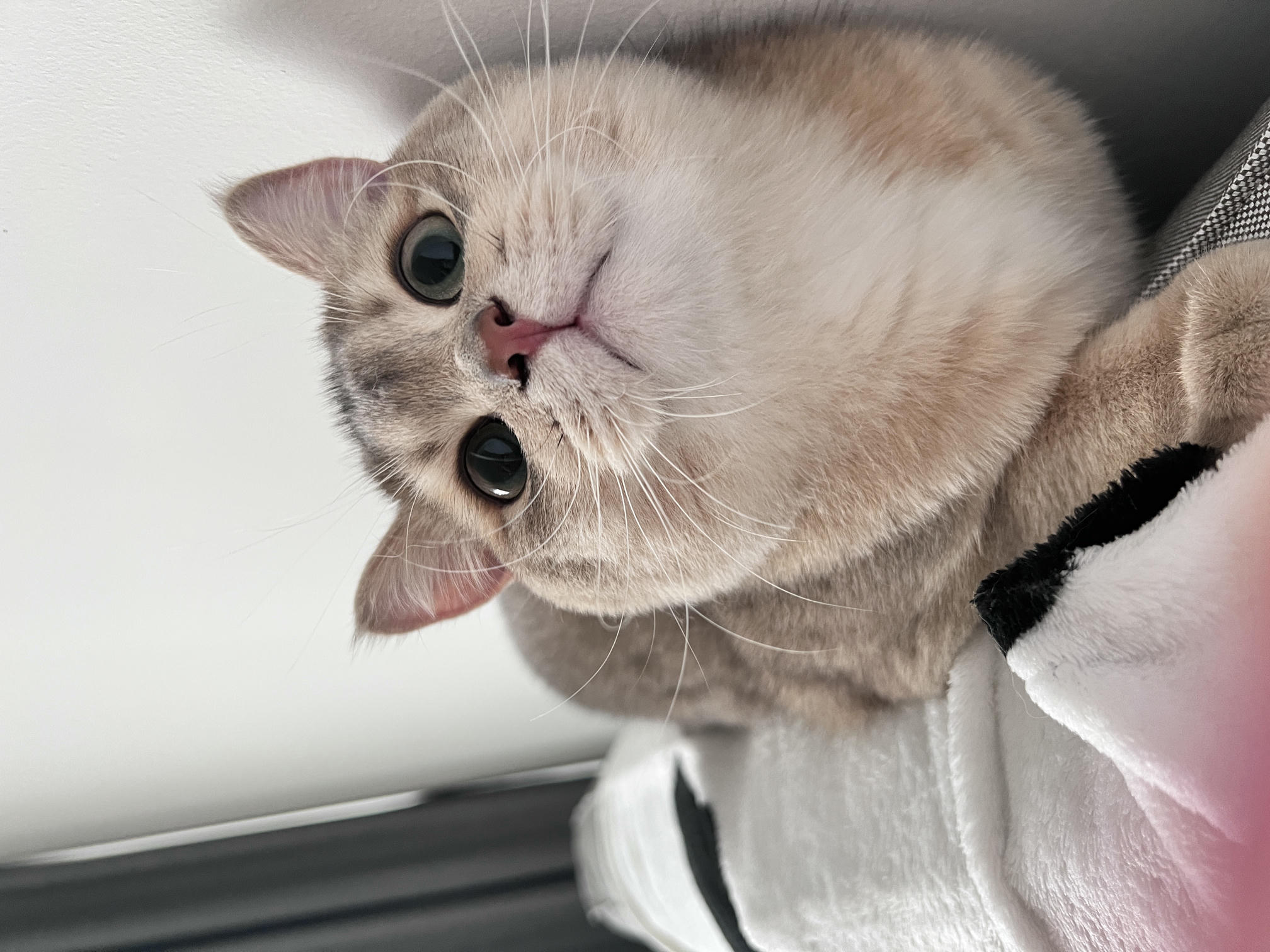 眼酱大魔王w NO.057 23年3月 fantia合集[44P-5V-253.2M]-動画肉糸レースの下着＋網タイツ②_第1集