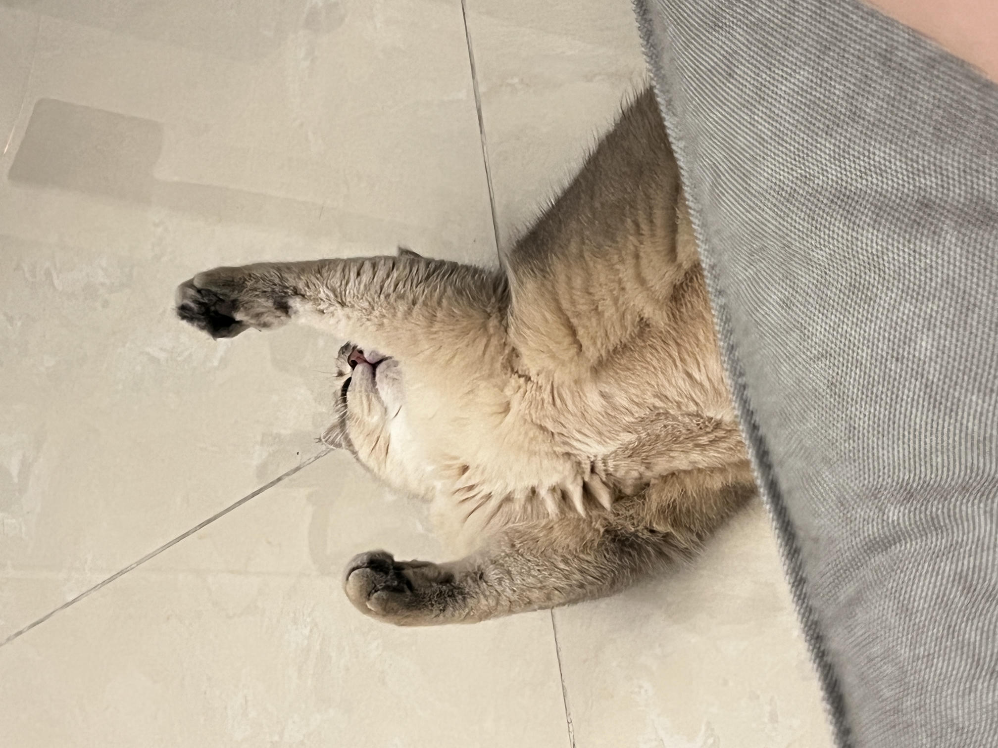 眼酱大魔王w NO.057 23年3月 fantia合集[44P-5V-253.2M]-動画肉糸レースの下着＋網タイツ②_第1集