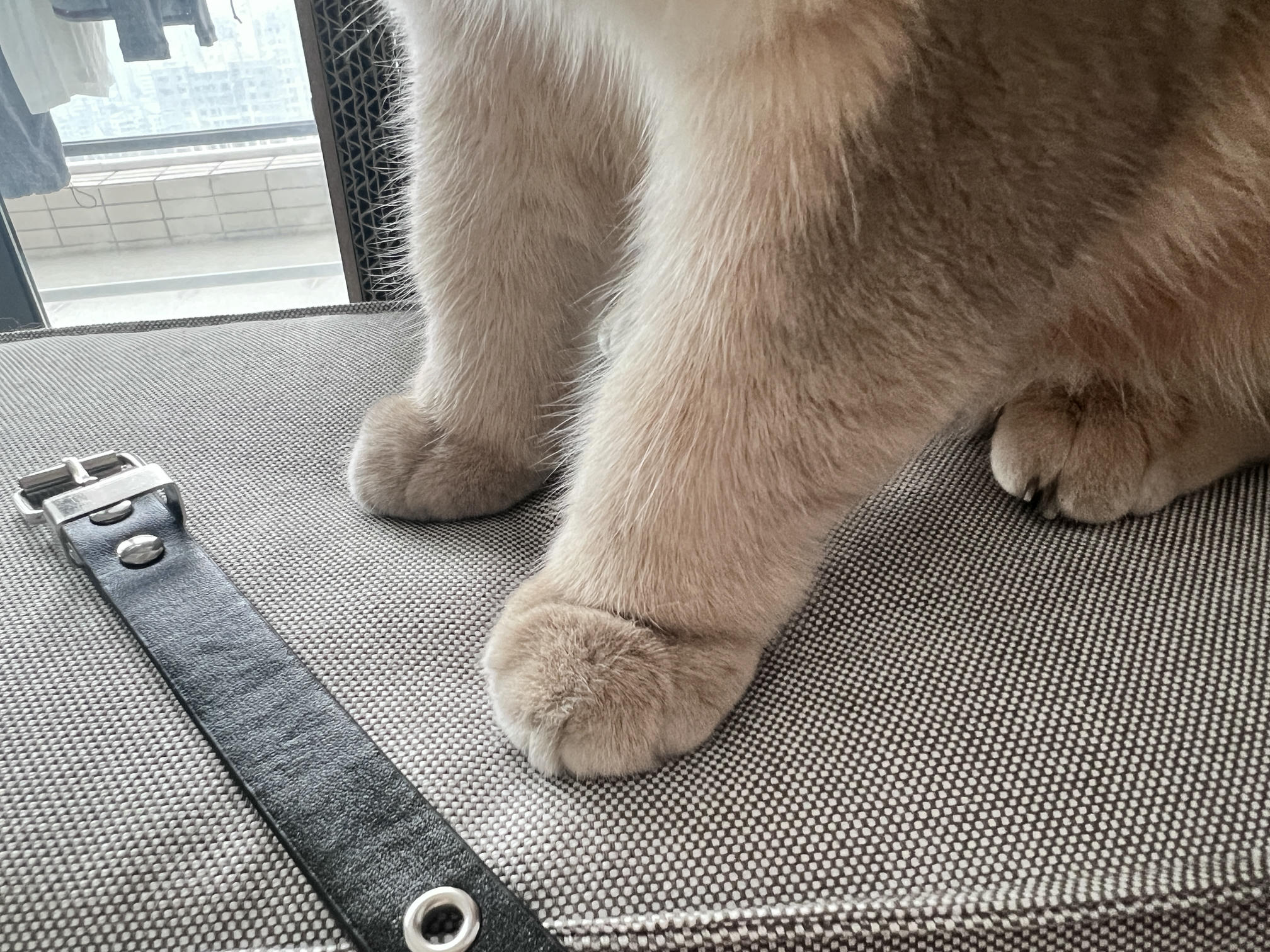 眼酱大魔王w NO.058 23年4月 fantia订阅[38P-2V-179.1M]-pu4月_第1集