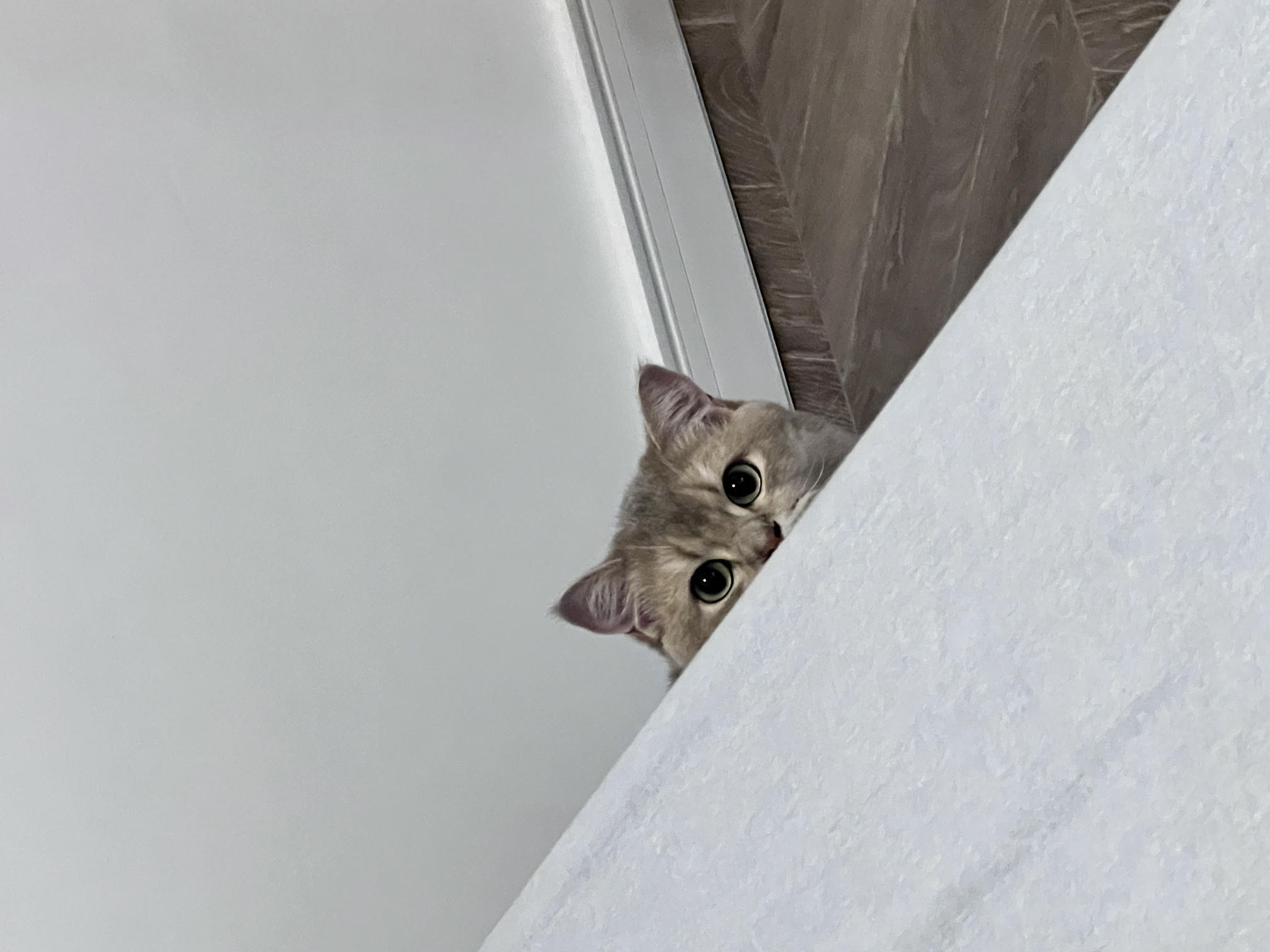 眼酱大魔王w NO.058 23年4月 fantia订阅[38P-2V-179.1M]-動画セクシー女医さん②_第1集