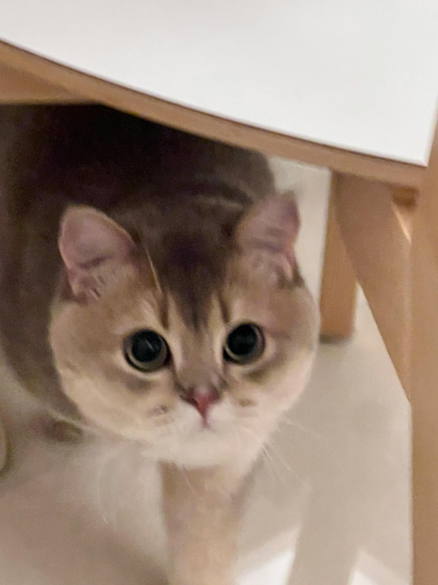 眼酱大魔王w NO.058 23年4月 fantia订阅[38P-2V-179.1M]-花_第1集