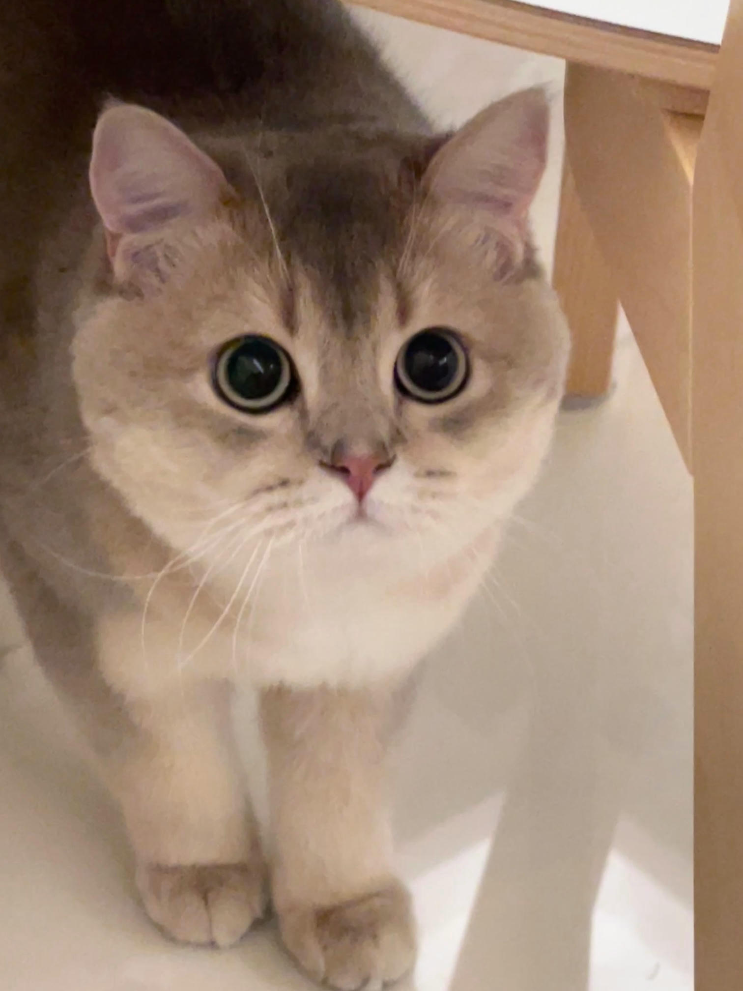 眼酱大魔王w NO.058 23年4月 fantia订阅[38P-2V-179.1M]-花_第1集