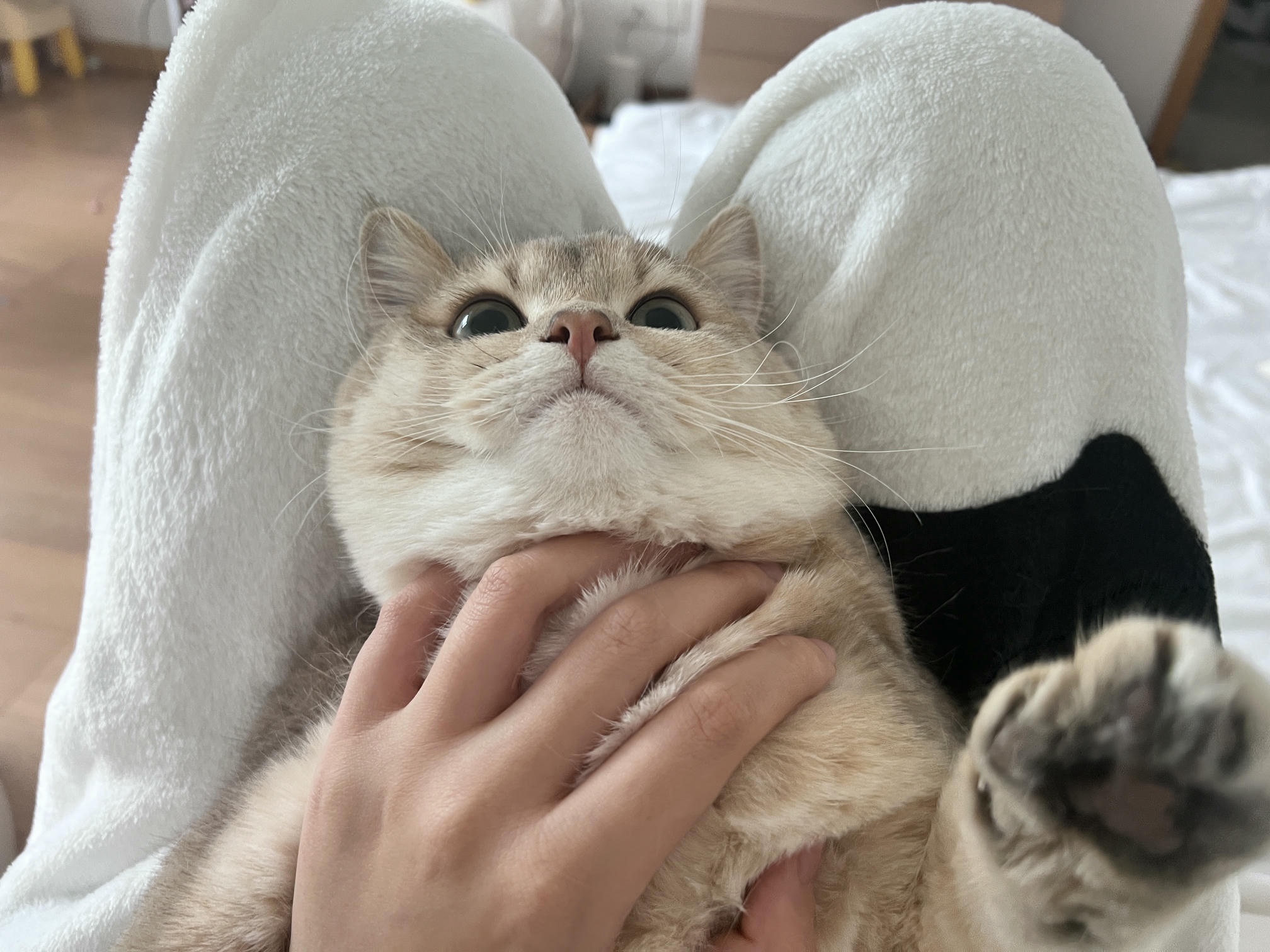 眼酱大魔王w NO.059 23年2月 fantia订阅（7期）[44P／313MB]-猫图_第1集