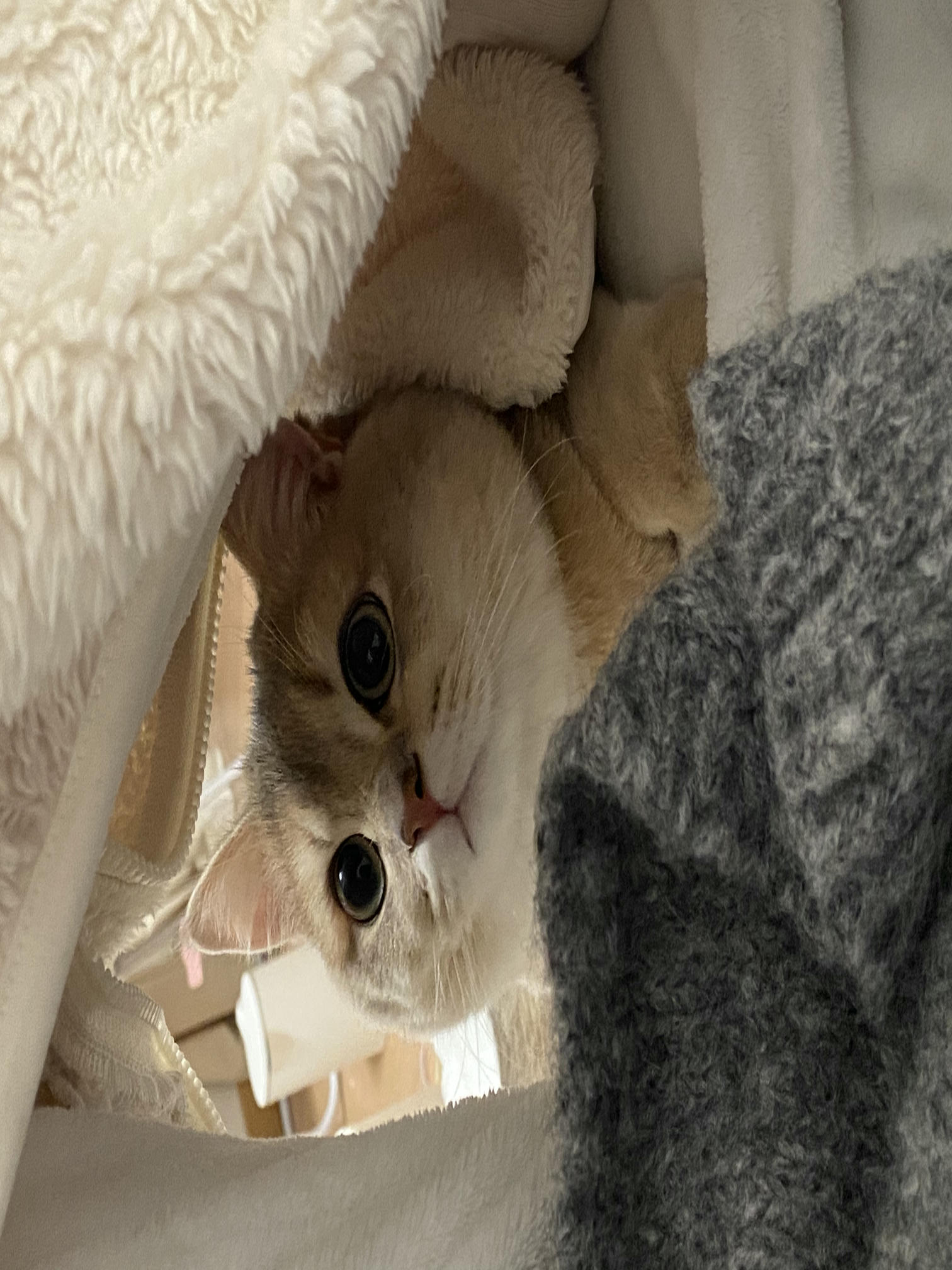 眼酱大魔王w NO.059 23年2月 fantia订阅（7期）[44P／313MB]-猫图_第1集