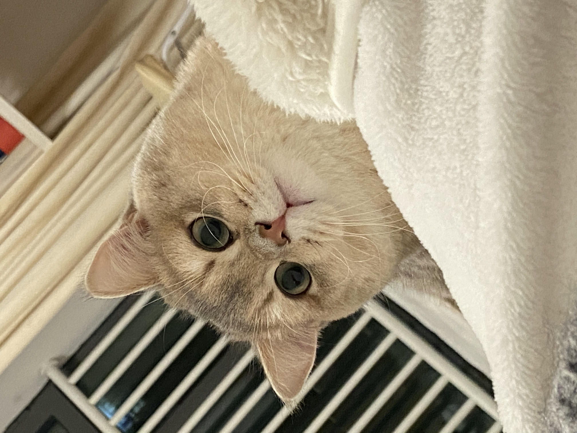 眼酱大魔王w NO.059 23年2月 fantia订阅（7期）[44P／313MB]-猫图_第1集