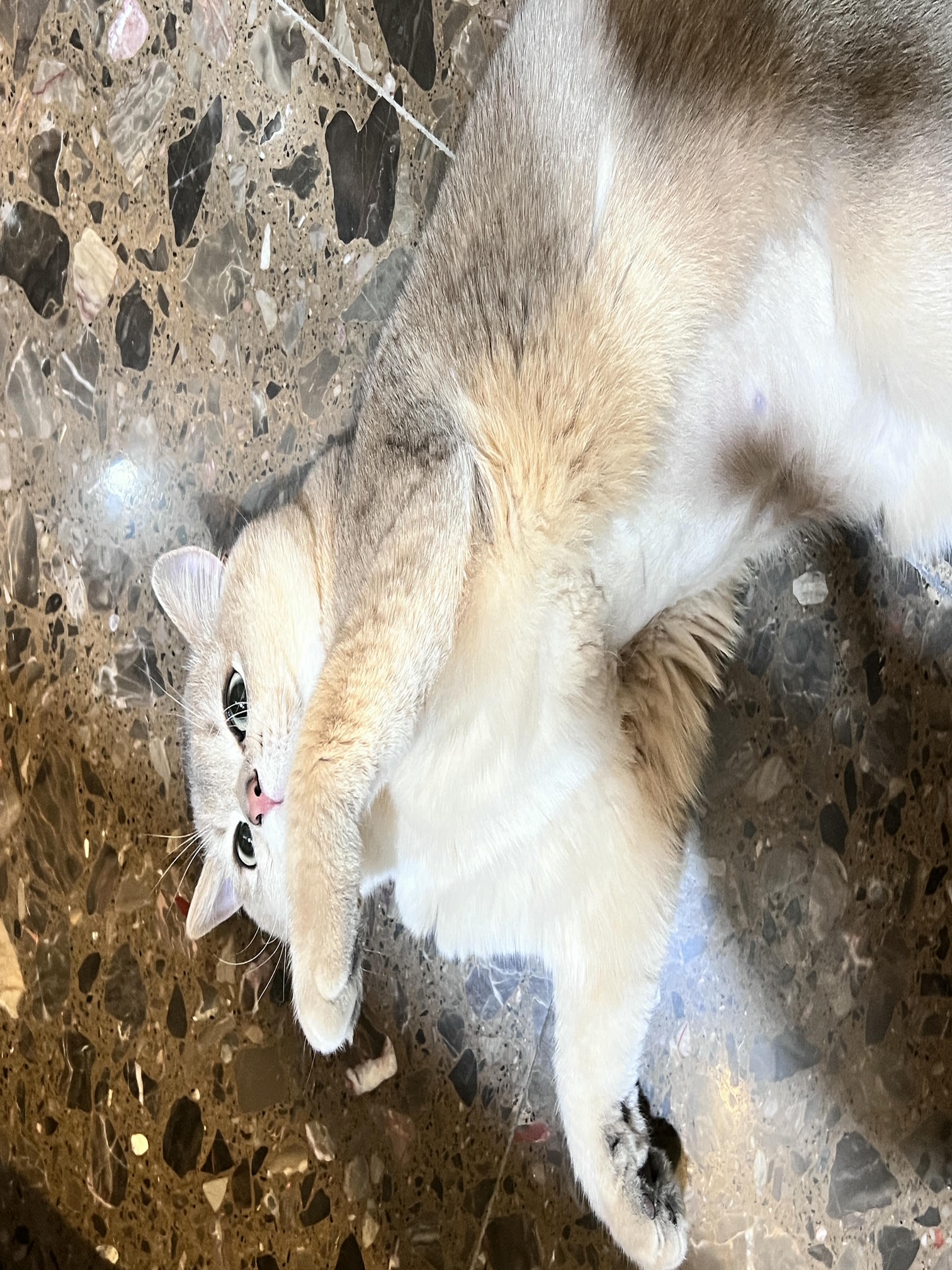 眼酱大魔王w NO.059 23年2月 fantia订阅（7期）[44P／313MB]-猫图_第1集