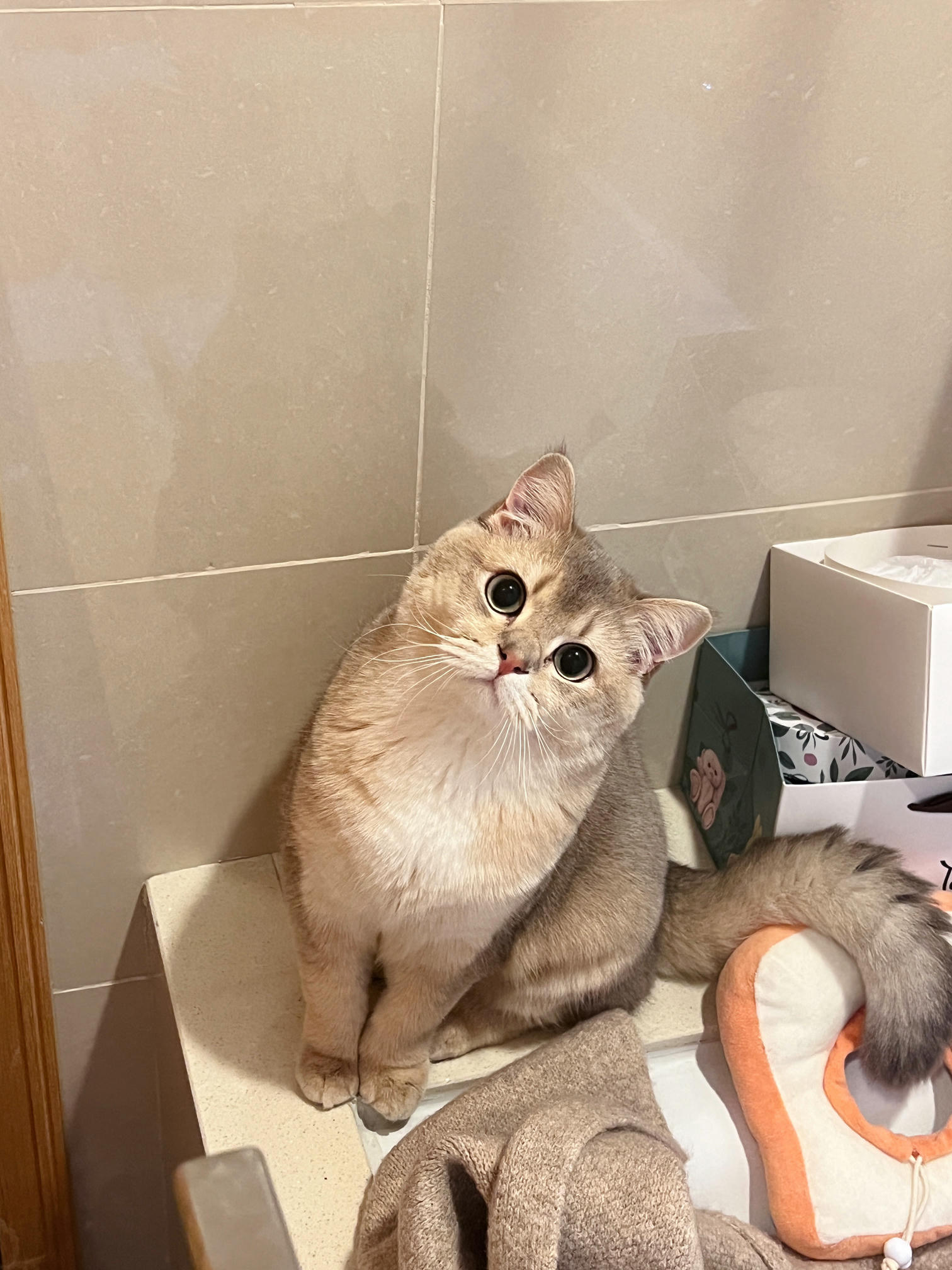 眼酱大魔王w NO.059 23年2月 fantia订阅（7期）[44P／313MB]-猫图_第1集