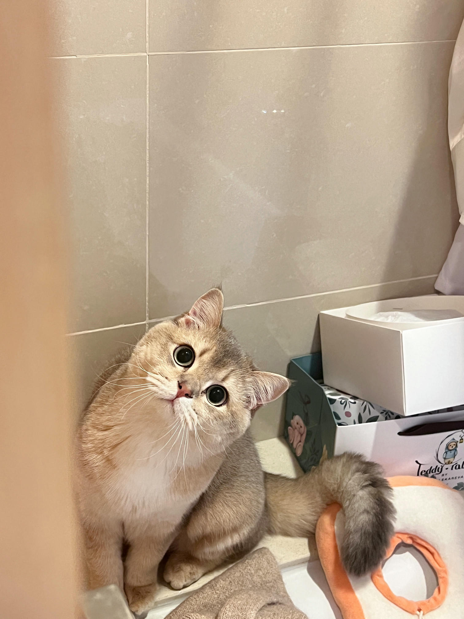 眼酱大魔王w NO.059 23年2月 fantia订阅（7期）[44P／313MB]-猫图_第1集