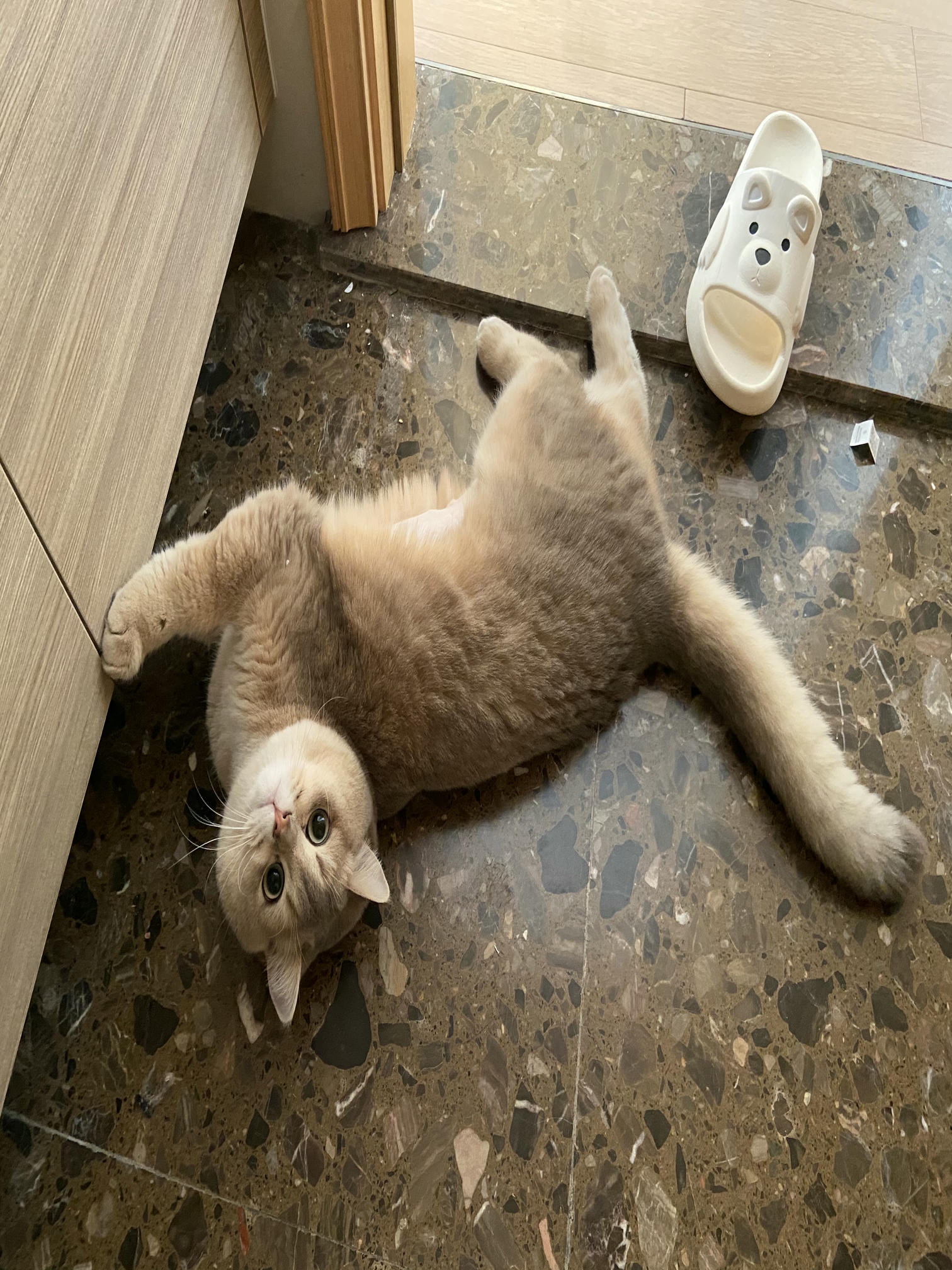 眼酱大魔王w NO.059 23年2月 fantia订阅（7期）[44P／313MB]-猫图_第1集