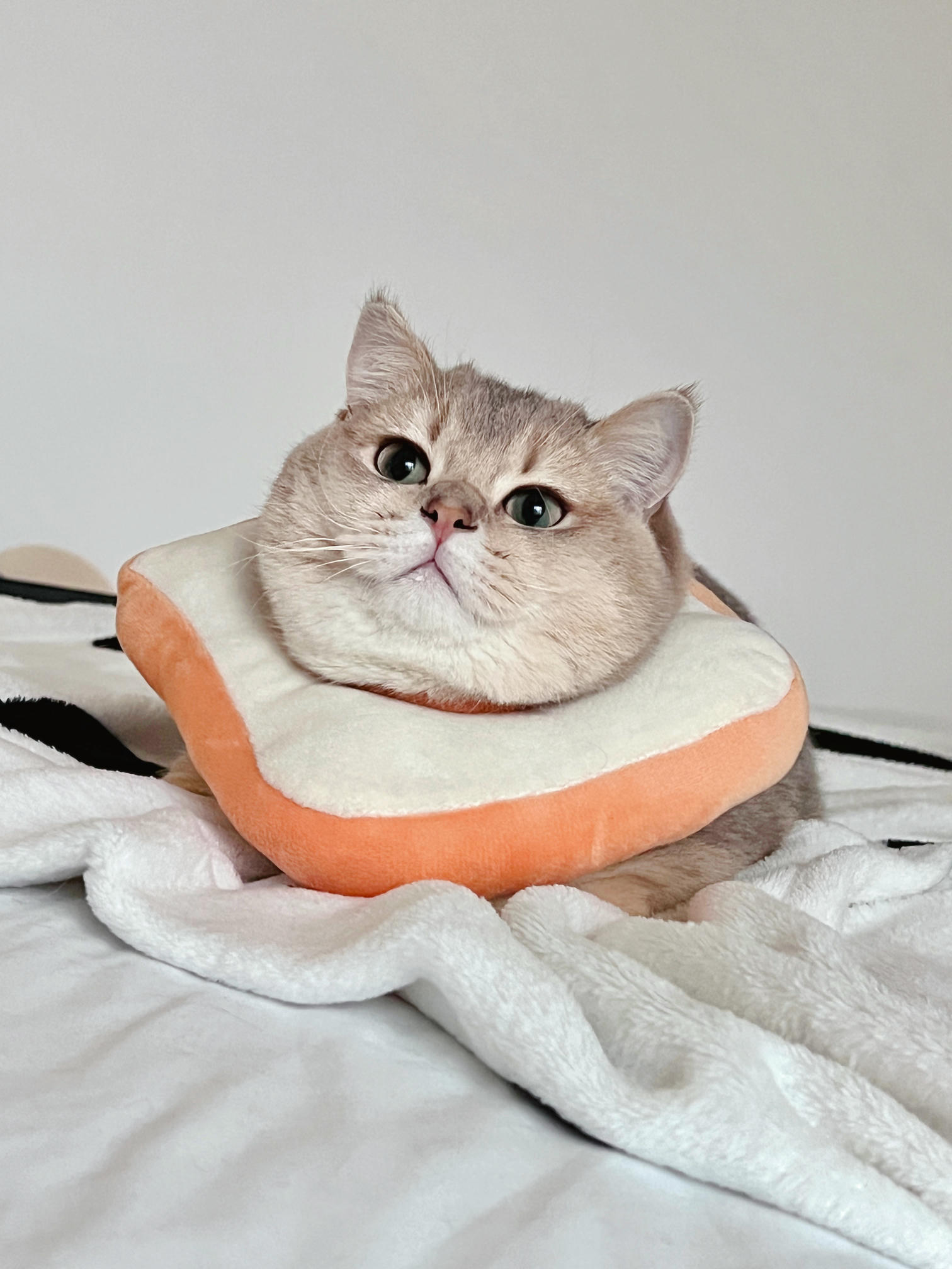 眼酱大魔王w NO.059 23年2月 fantia订阅（7期）[44P／313MB]-猫图_第1集