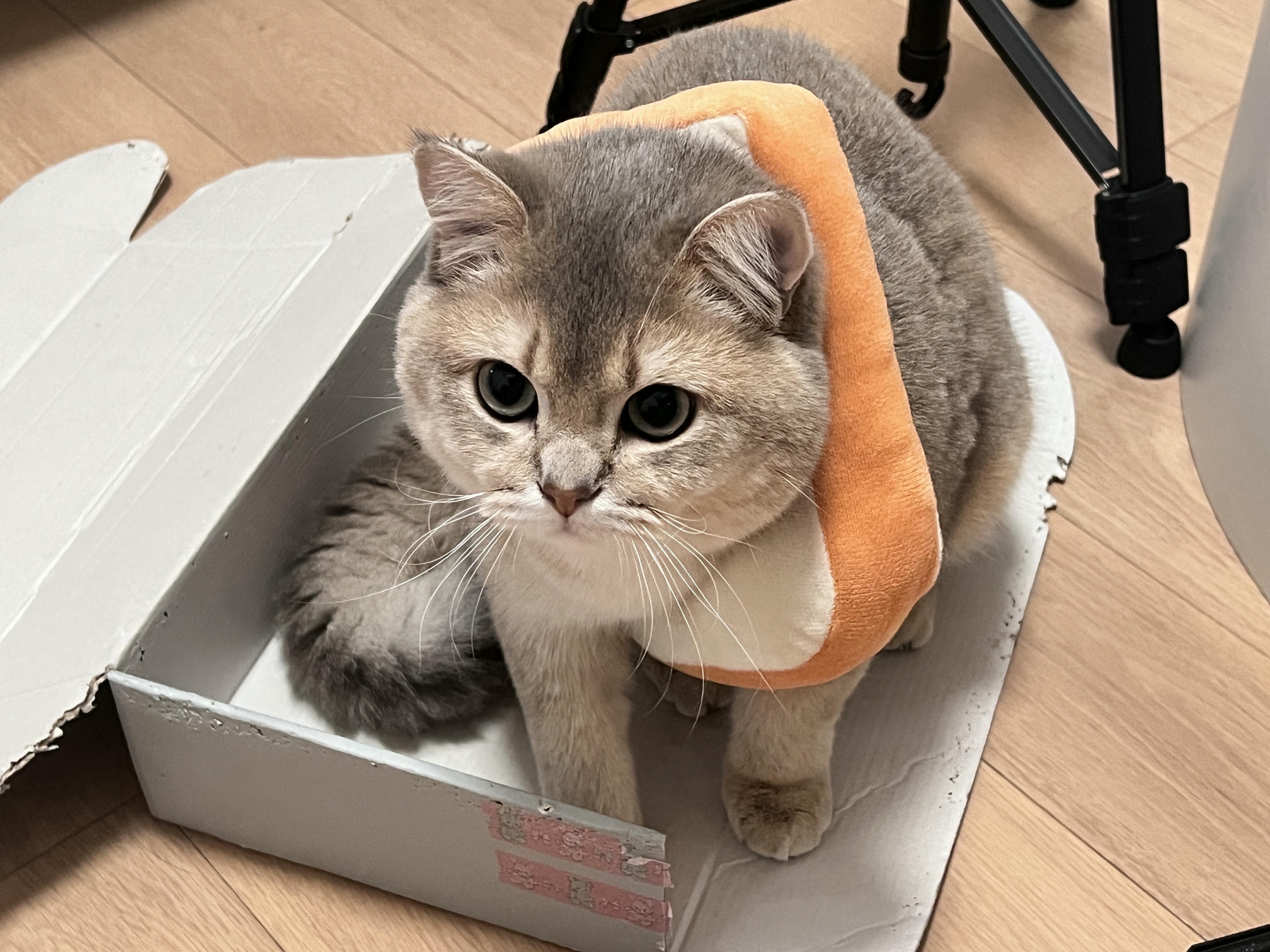 眼酱大魔王w NO.059 23年2月 fantia订阅（7期）[44P／313MB]-猫图_第1集