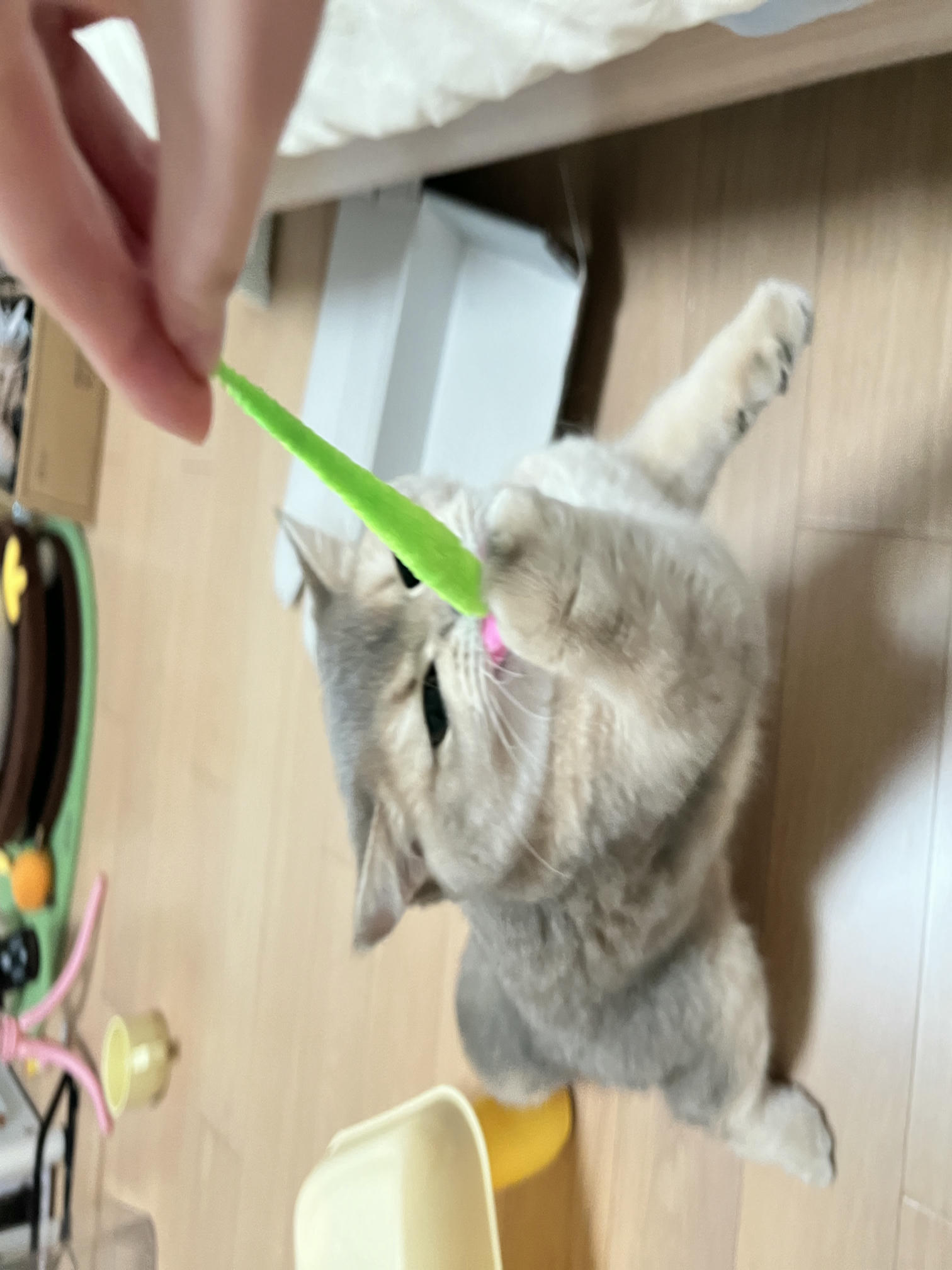 眼酱大魔王w NO.059 23年2月 fantia订阅（7期）[44P／313MB]-猫图_第1集