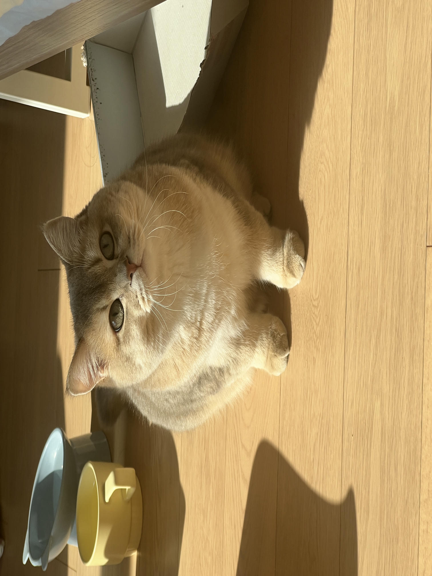 眼酱大魔王w NO.059 23年2月 fantia订阅（7期）[44P／313MB]-猫图_第1集