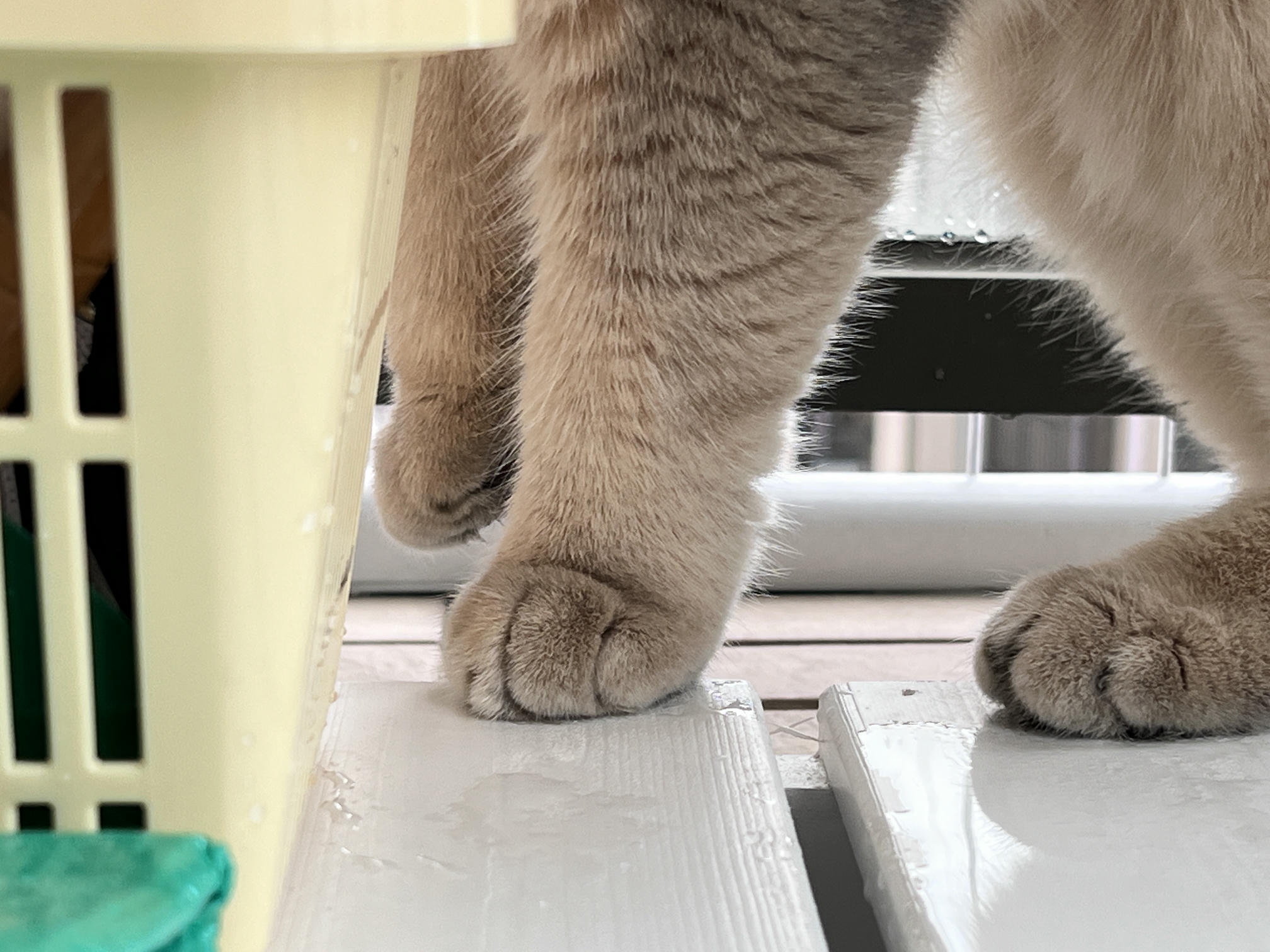 眼酱大魔王w NO.060 23年05月fantia会员合集 [54P1V-308MB]-4月ありがとうございます🙏🏻_第1集