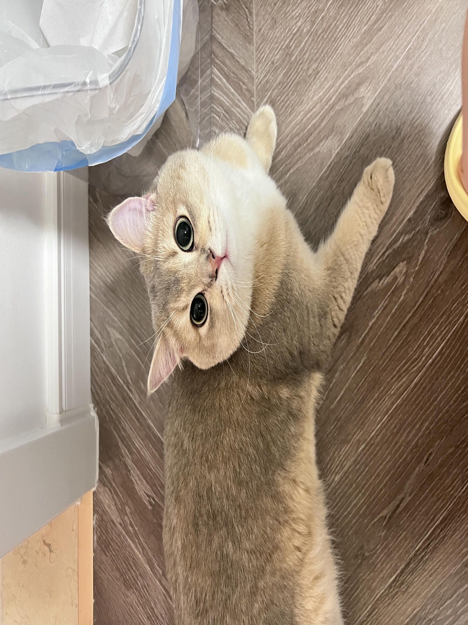 眼酱大魔王w NO.060 23年05月fantia会员合集 [54P1V-308MB]-4月ありがとうございます🙏🏻_第1集