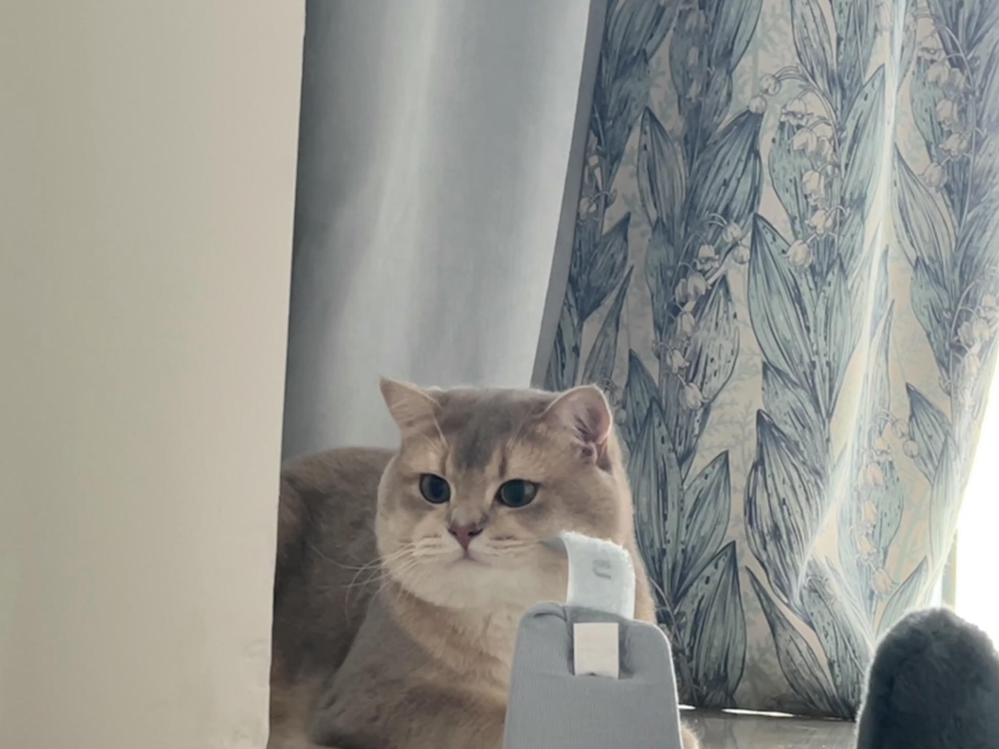 眼酱大魔王w NO.060 23年05月fantia会员合集 [54P1V-308MB]-5月ありがとうございました💕_第1集