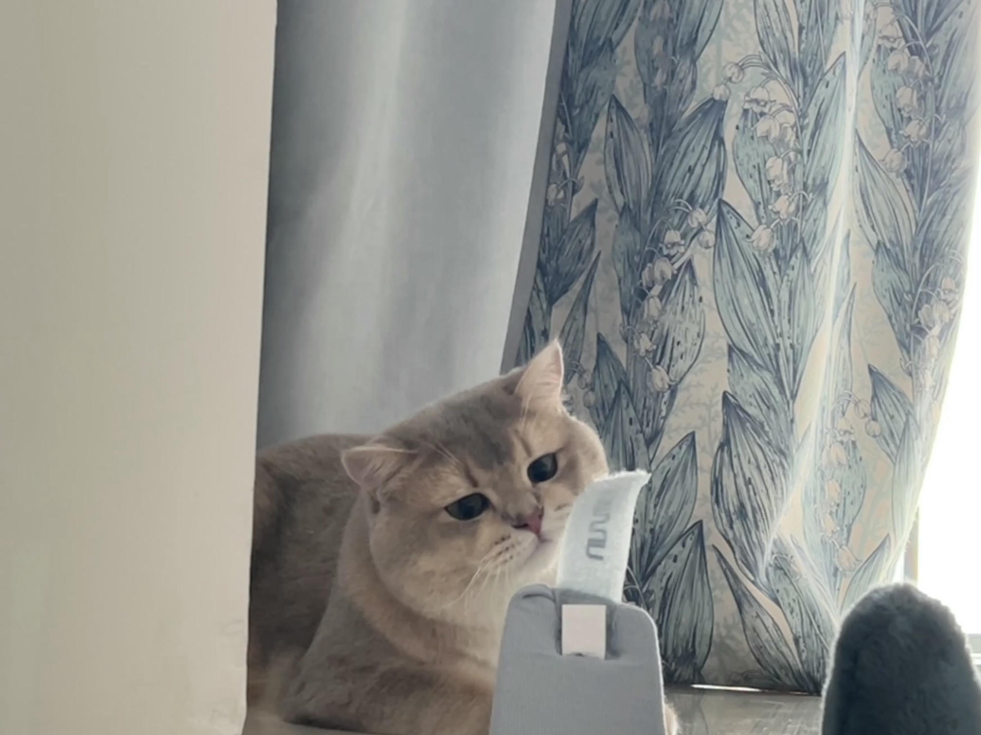 眼酱大魔王w NO.060 23年05月fantia会员合集 [54P1V-308MB]-5月ありがとうございました💕_第1集