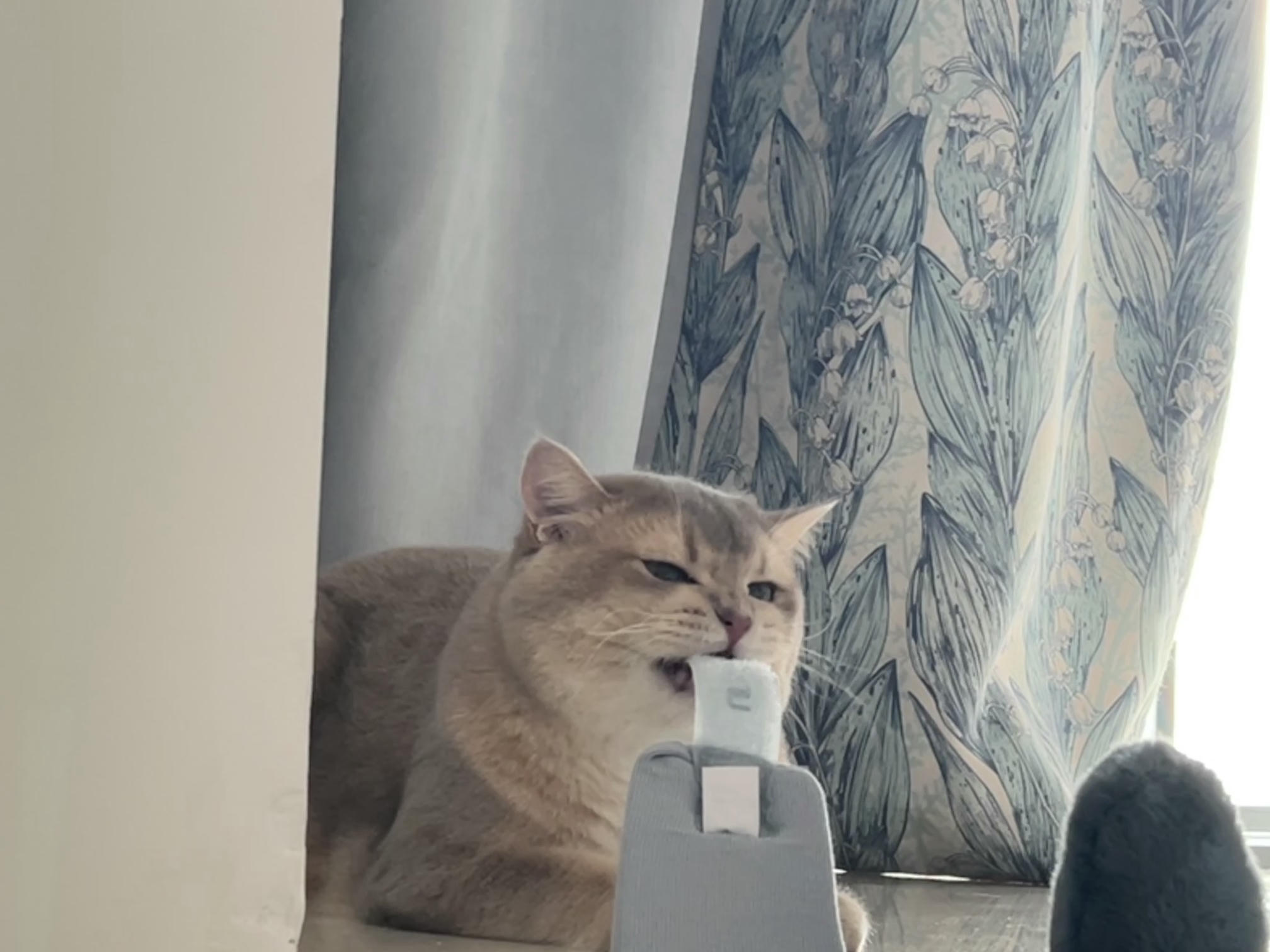 眼酱大魔王w NO.060 23年05月fantia会员合集 [54P1V-308MB]-5月ありがとうございました💕_第1集