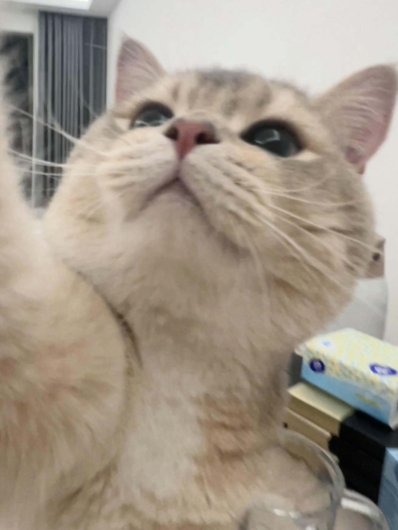 眼酱大魔王w NO.060 23年05月fantia会员合集 [54P1V-308MB]-卯月桃子🐰_第1集