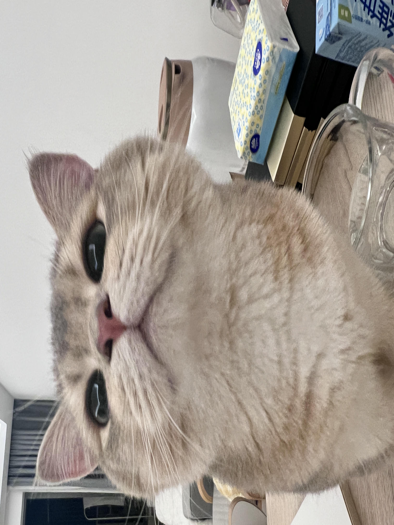 眼酱大魔王w NO.060 23年05月fantia会员合集 [54P1V-308MB]-卯月桃子🐰_第1集