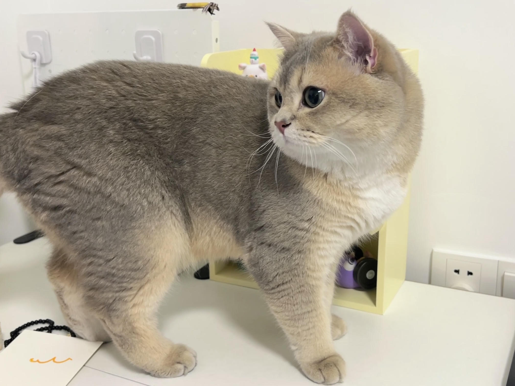 眼酱大魔王w NO.060 23年05月fantia会员合集 [54P1V-308MB]-眼鏡の彼女♡_第1集