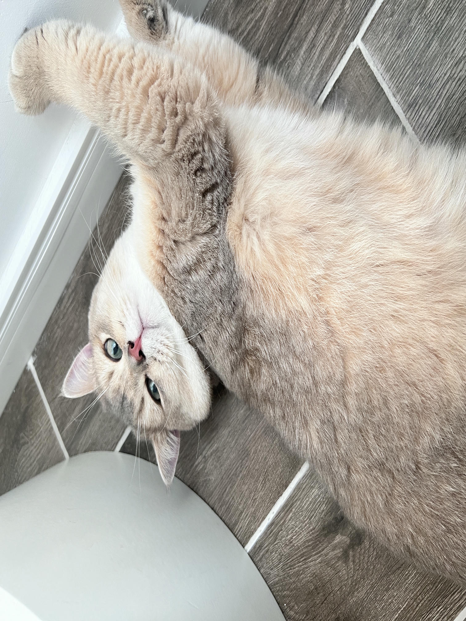 眼酱大魔王w NO.060 23年05月fantia会员合集 [54P1V-308MB]-眼鏡の彼女♡②_第1集