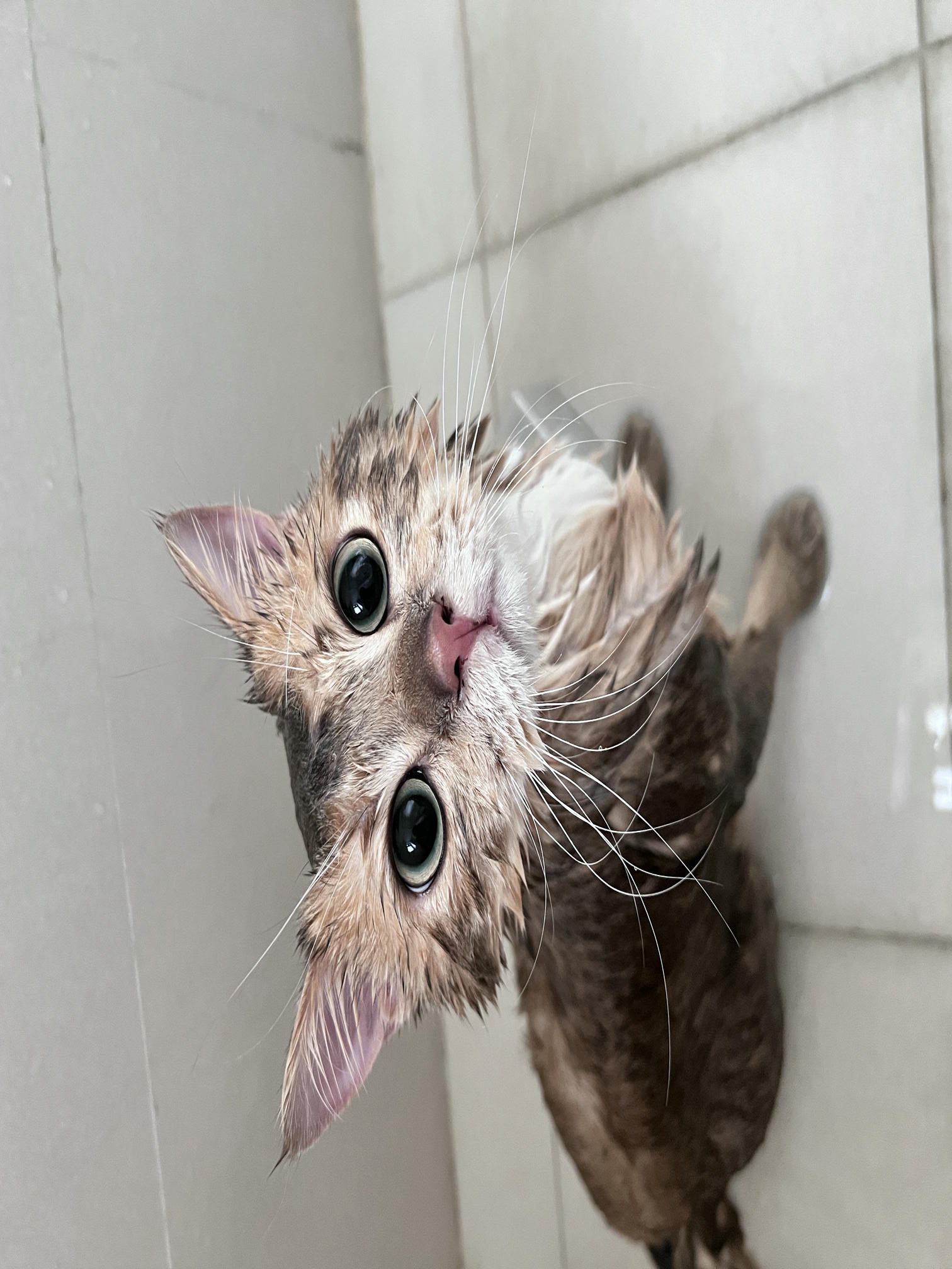 眼酱大魔王w NO.061 23年06月fantia会员合集 [42P3V-306MB]-チャイナドレスの下着♡_第1集