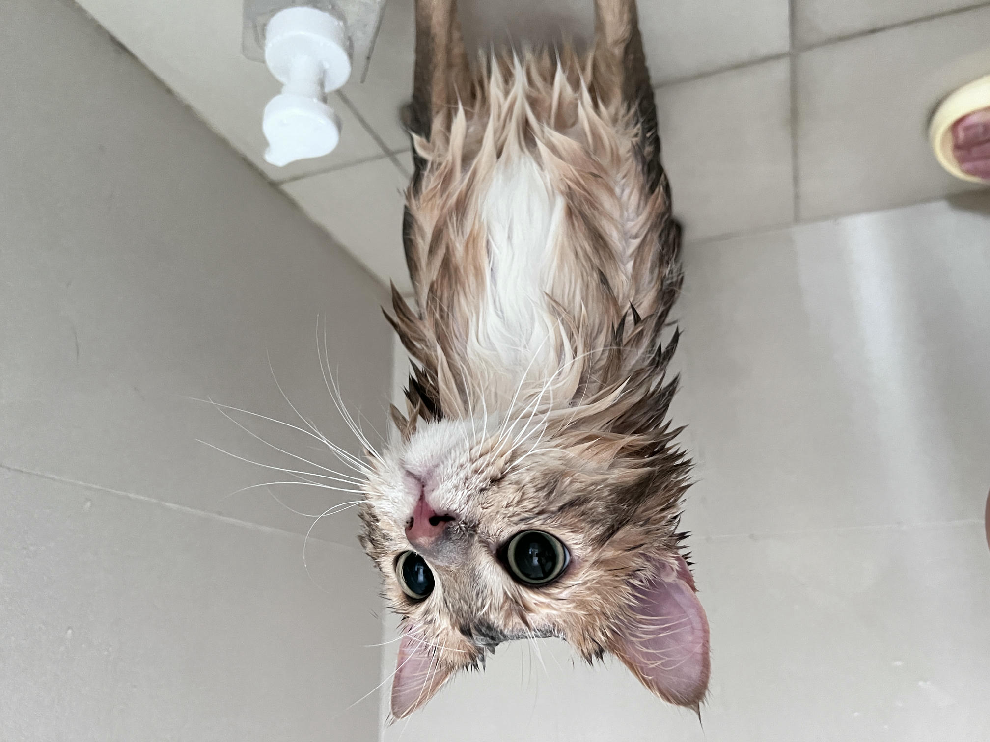 眼酱大魔王w NO.061 23年06月fantia会员合集 [42P3V-306MB]-チャイナドレスの下着♡_第1集