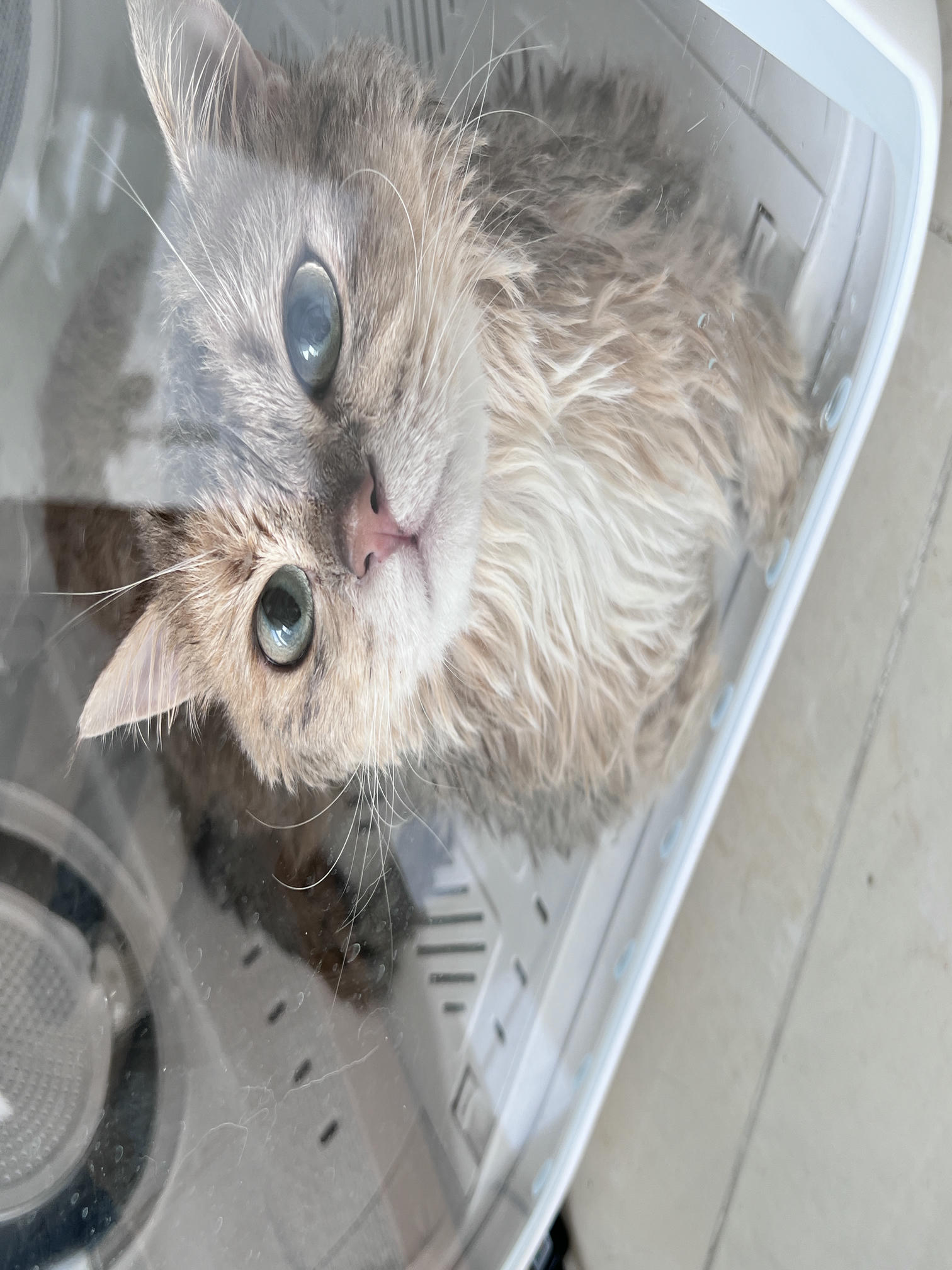 眼酱大魔王w NO.061 23年06月fantia会员合集 [42P3V-306MB]-チャイナドレスの下着♡_第1集