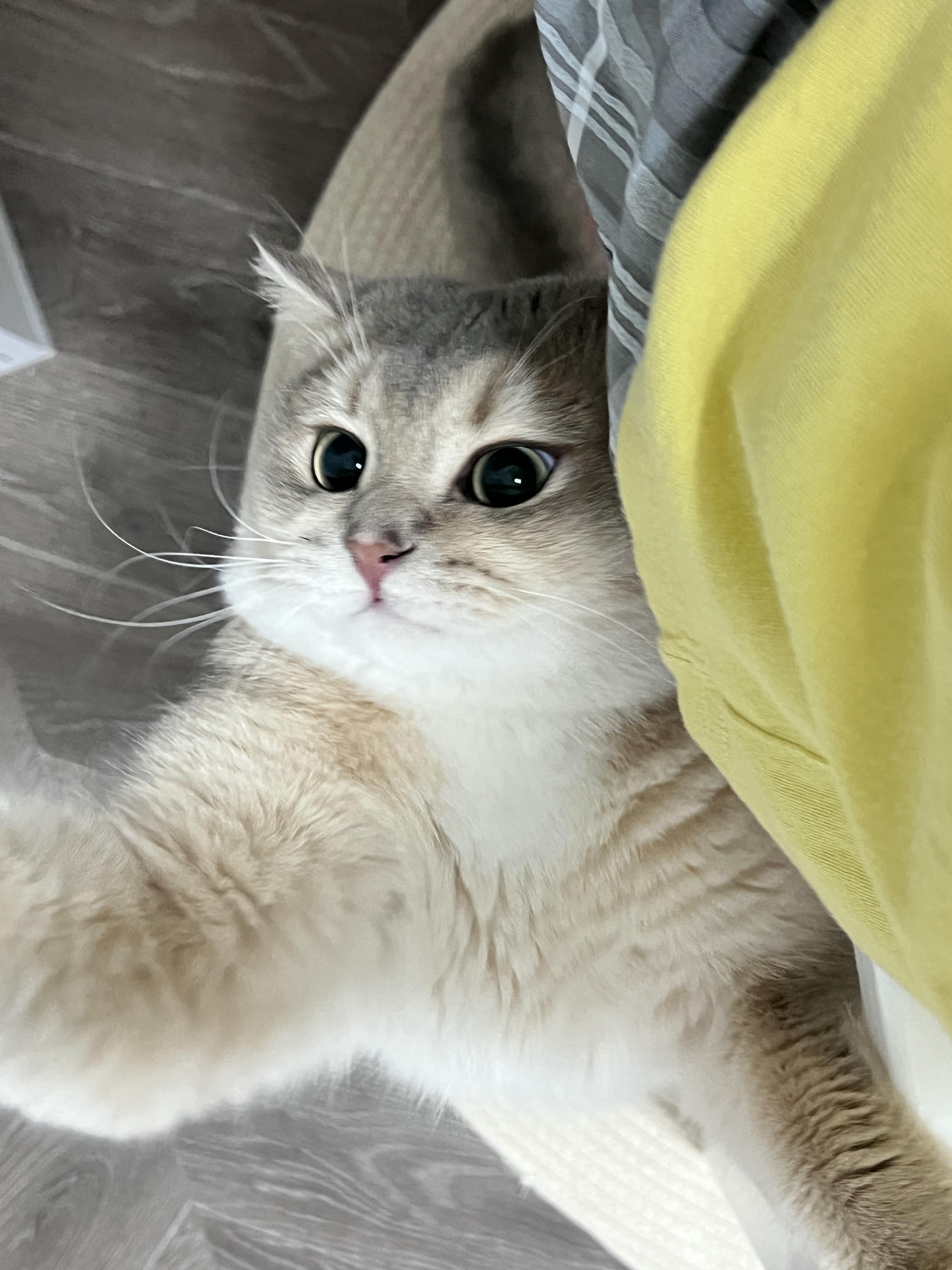 眼酱大魔王w NO.061 23年06月fantia会员合集 [42P3V-306MB]-動画_6月ありがとうございます♡_第1集