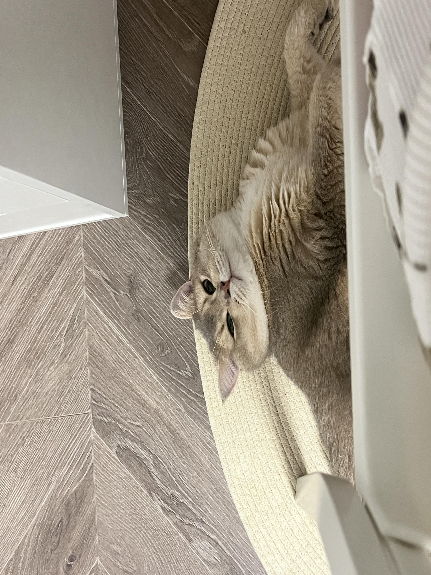 眼酱大魔王w NO.061 23年06月fantia会员合集 [42P3V-306MB]-動画_メガネバニー🐰💕_第1集