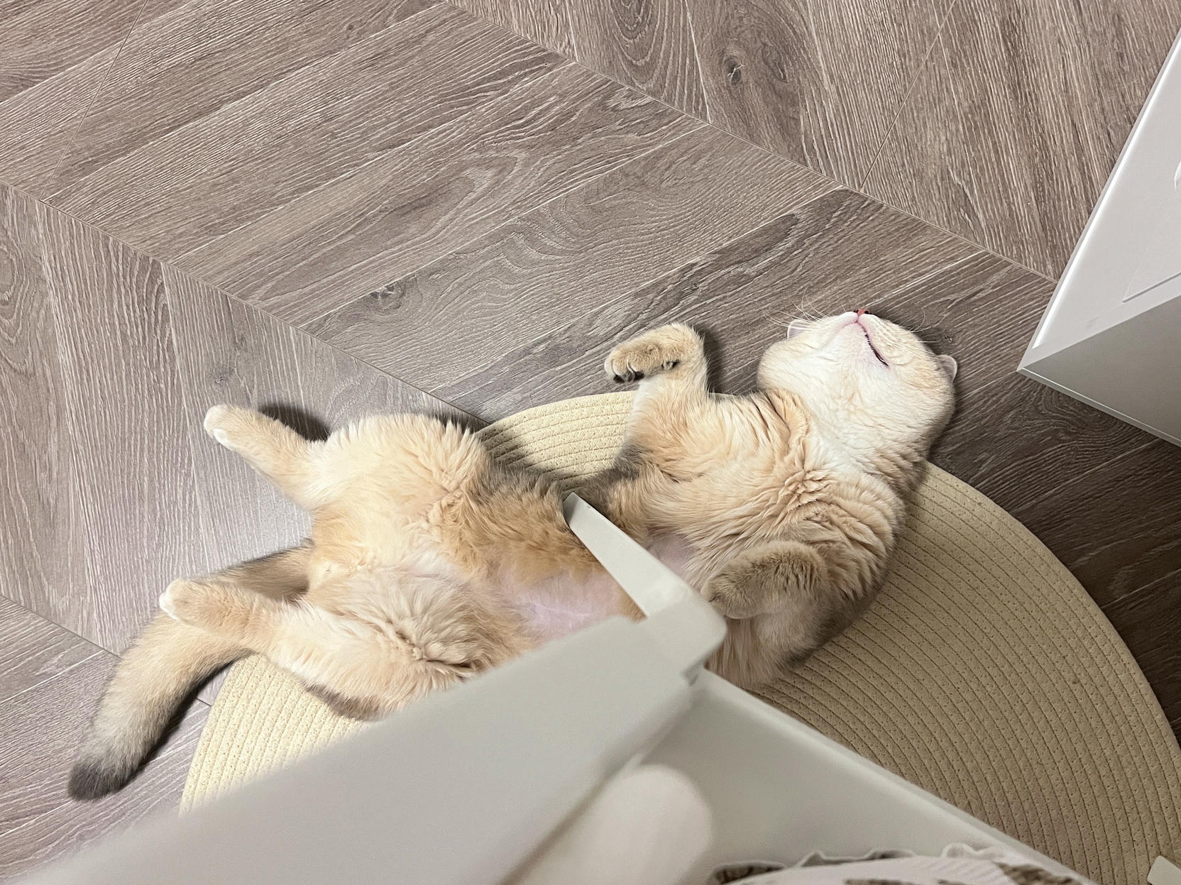 眼酱大魔王w NO.061 23年06月fantia会员合集 [42P3V-306MB]-動画_メガネバニー🐰💕_第1集