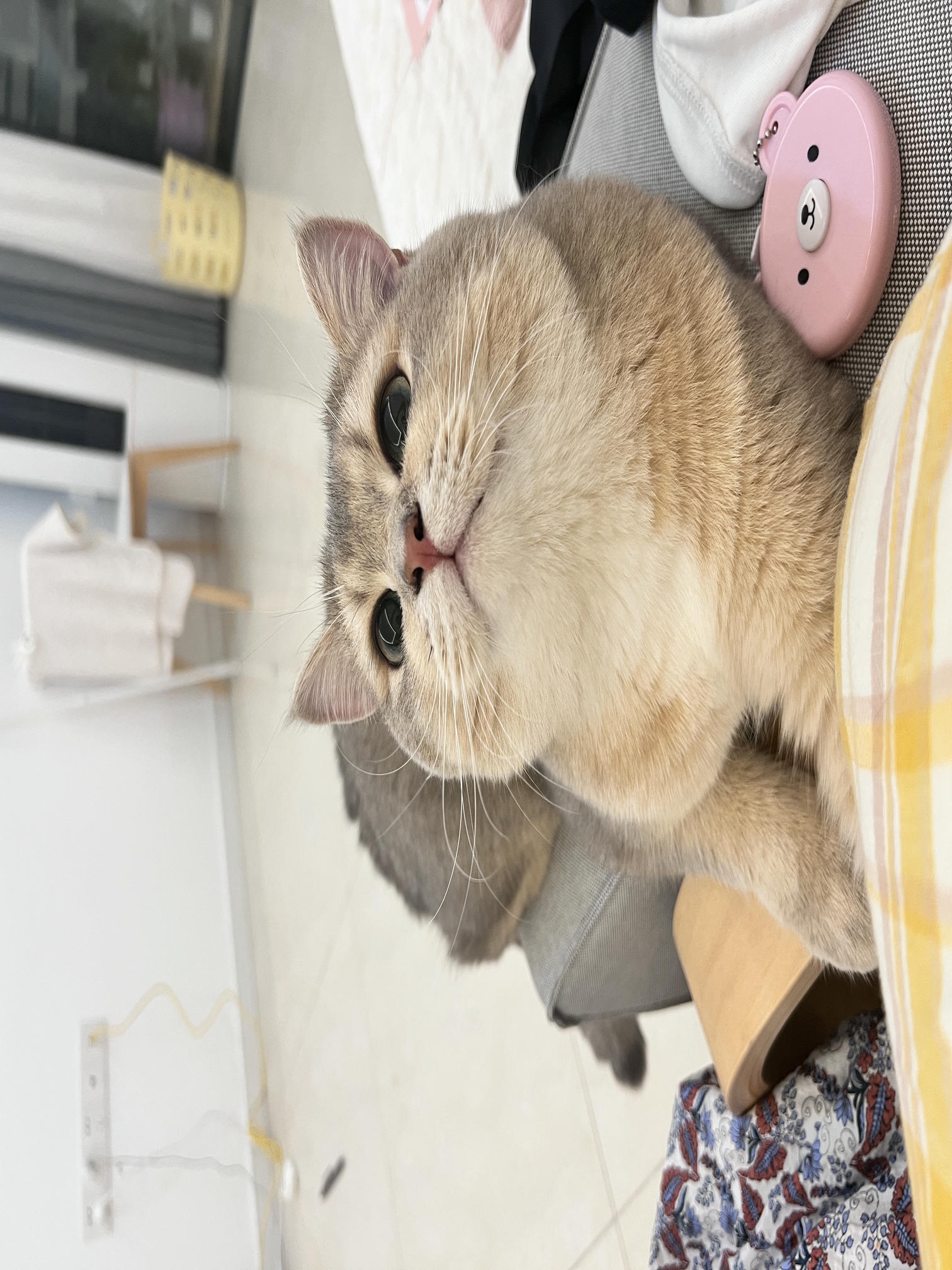 眼酱大魔王w NO.061 23年06月fantia会员合集 [42P3V-306MB]-動画_六月よろしく💋_第1集