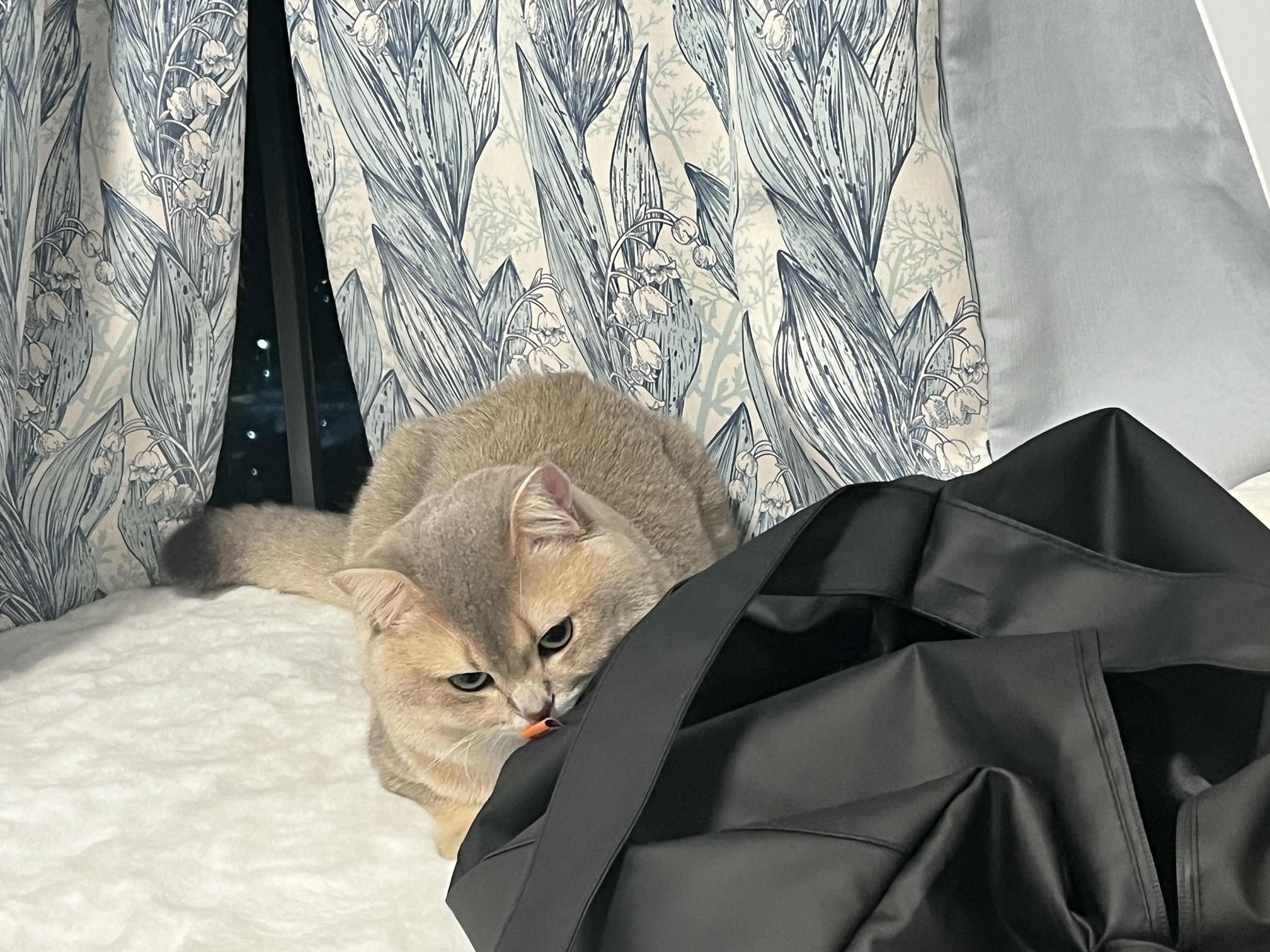 眼酱大魔王w NO.062 23年07月fantia会员合集 [44P2V-363MB]-7月ありがとう🥰💕_第1集