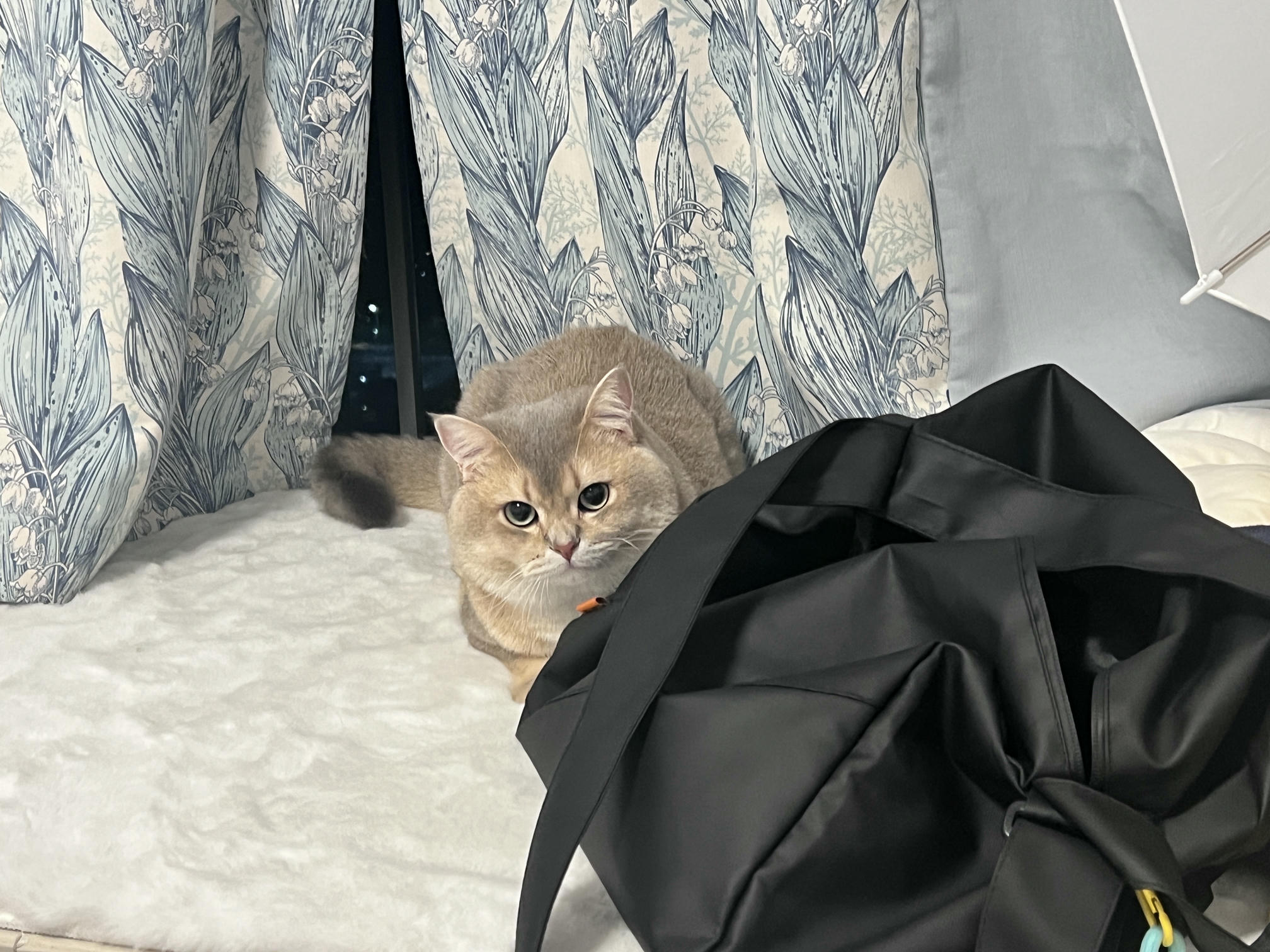 眼酱大魔王w NO.062 23年07月fantia会员合集 [44P2V-363MB]-7月ありがとう🥰💕_第1集