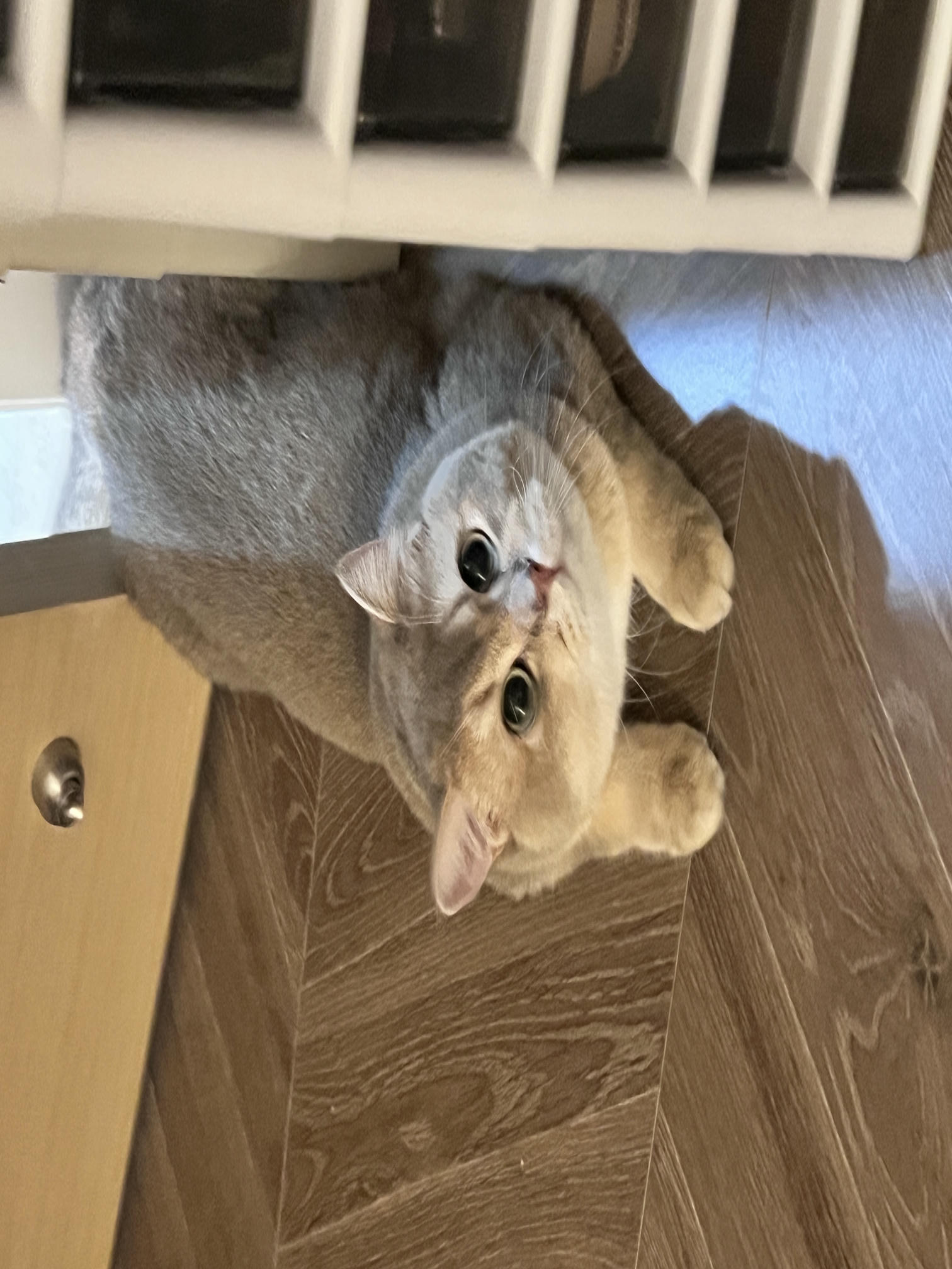 眼酱大魔王w NO.062 23年07月fantia会员合集 [44P2V-363MB]-メガネ彼女♡1_第1集