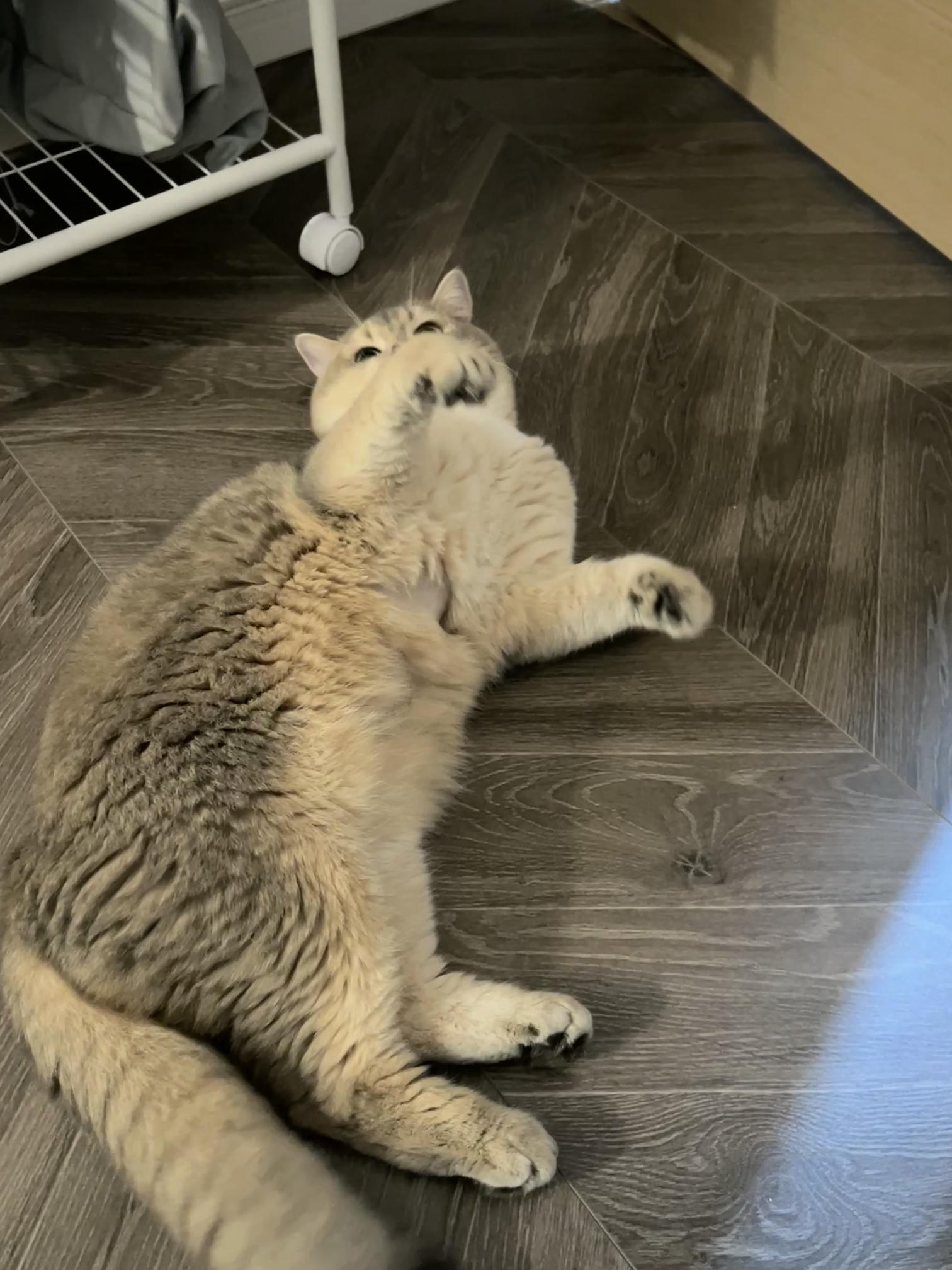 眼酱大魔王w NO.062 23年07月fantia会员合集 [44P2V-363MB]-メガネ彼女♡1_第1集