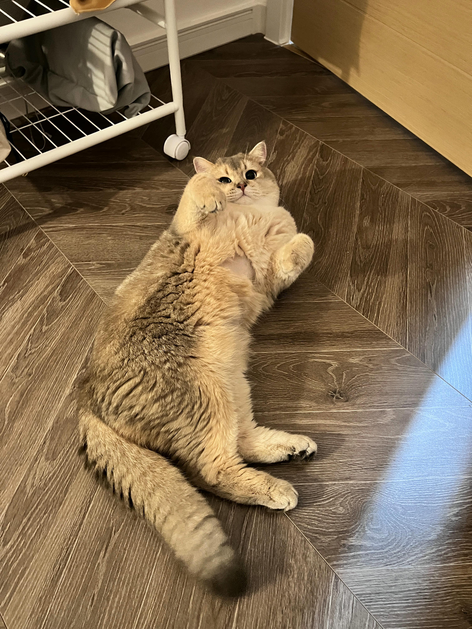 眼酱大魔王w NO.062 23年07月fantia会员合集 [44P2V-363MB]-メガネ彼女♡2_第1集