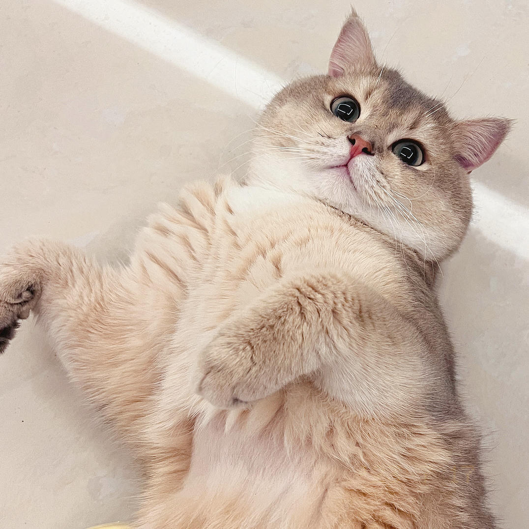 眼酱大魔王w NO.062 23年07月fantia会员合集 [44P2V-363MB]-メガネ彼女♡2_第1集