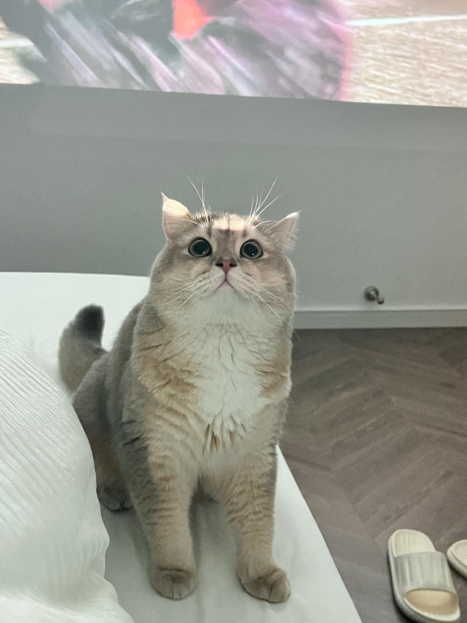 眼酱大魔王w NO.062 23年07月fantia会员合集 [44P2V-363MB]-メガネ彼女♡2_第1集