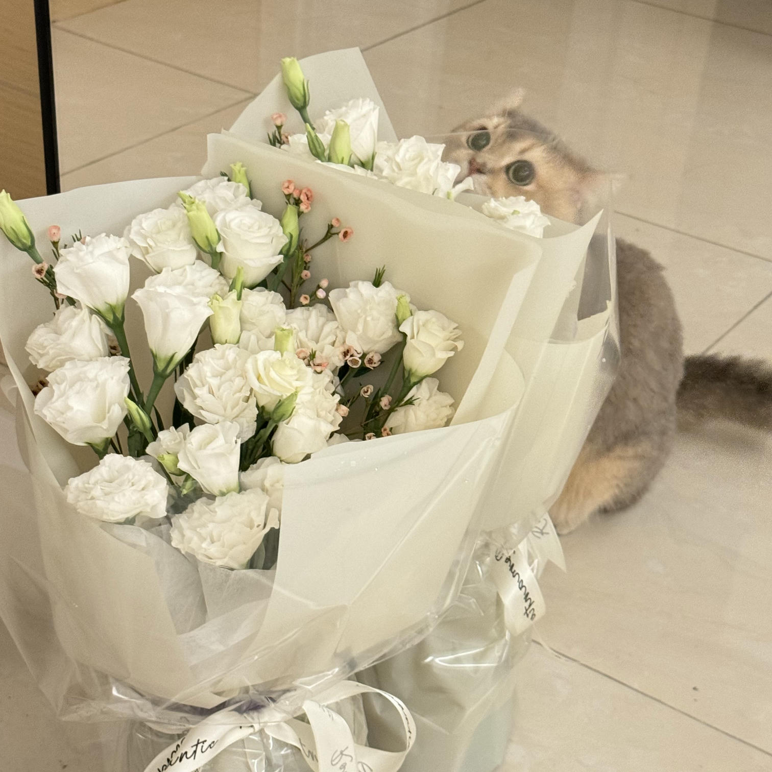 眼酱大魔王w NO.066 24年04月Fantia会员订阅 [50P2V-162MB]-2677256-🦁💕_第1集