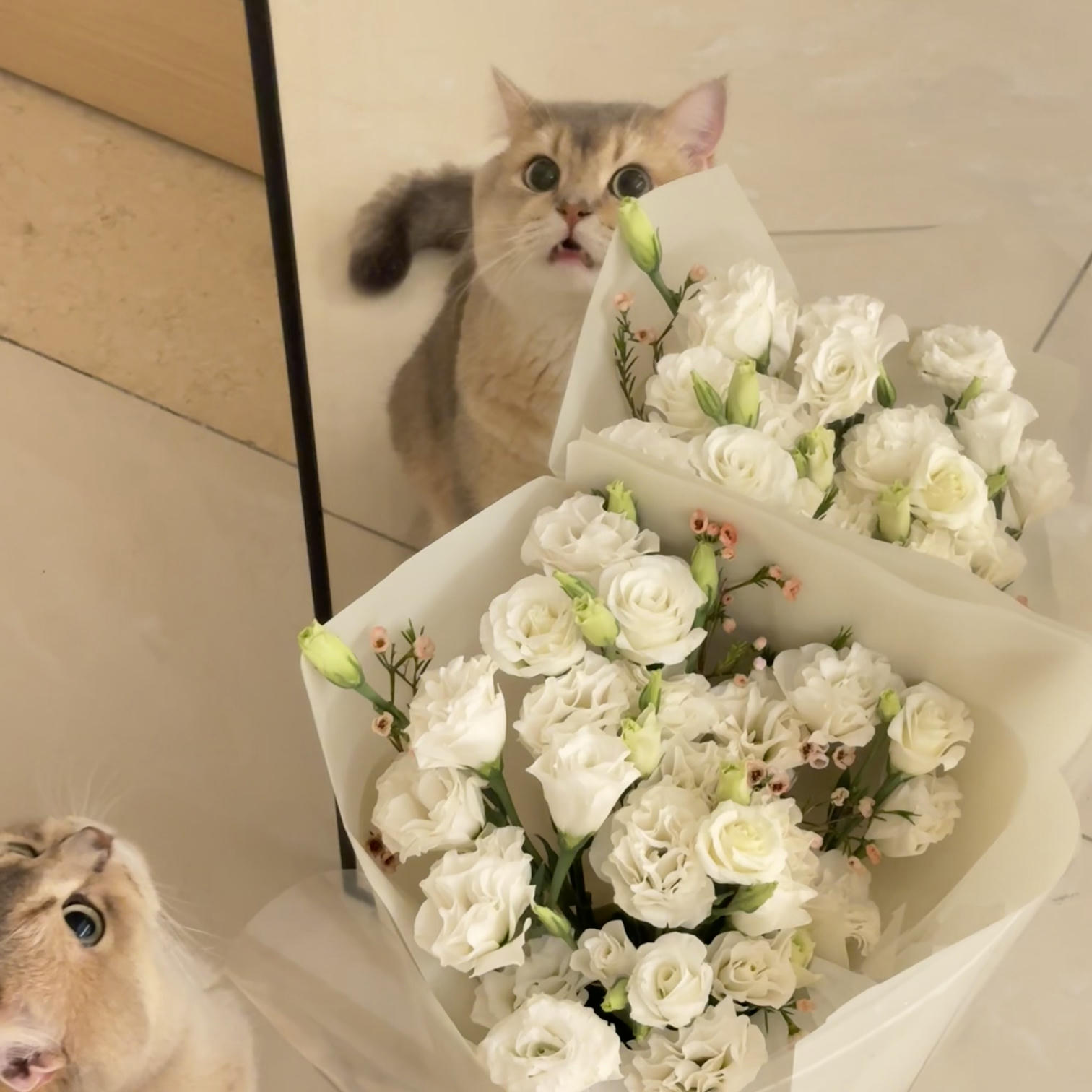 眼酱大魔王w NO.066 24年04月Fantia会员订阅 [50P2V-162MB]-2677256-🦁💕_第1集