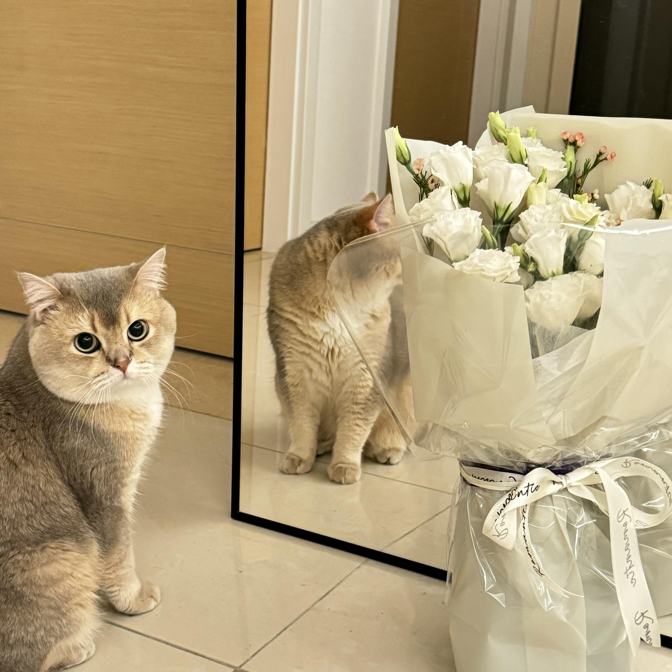 眼酱大魔王w NO.066 24年04月Fantia会员订阅 [50P2V-162MB]-2677256-🦁💕_第1集