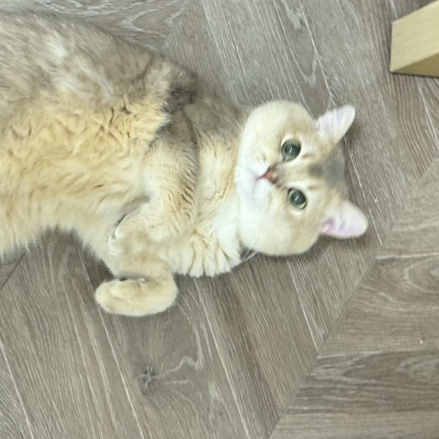 眼酱大魔王w NO.068 24年07月 Fantia 订阅 [41P4V-187MB]-2856245-🦁💕_第1集