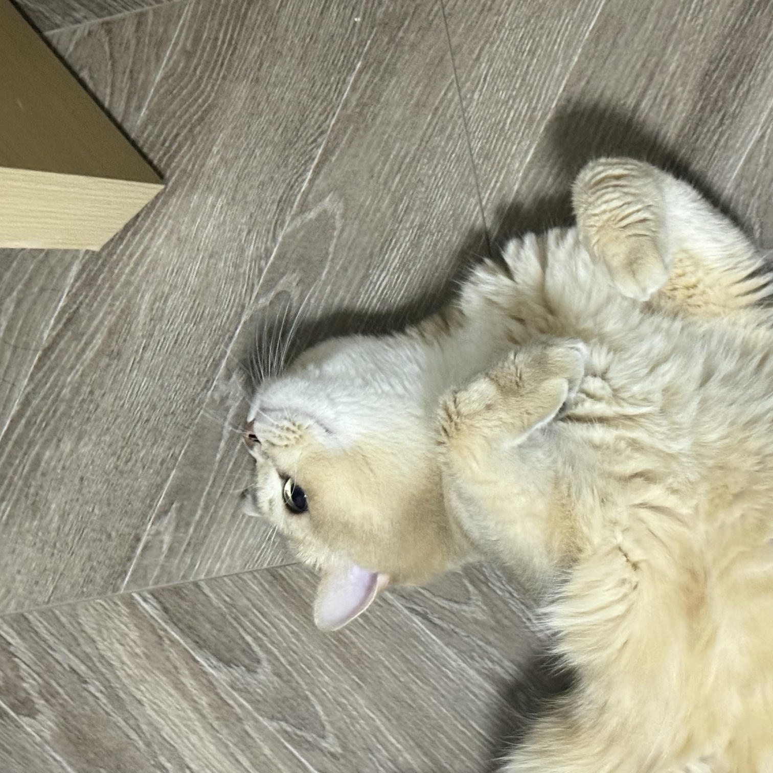 眼酱大魔王w NO.068 24年07月 Fantia 订阅 [41P4V-187MB]-2856245-🦁💕_第1集